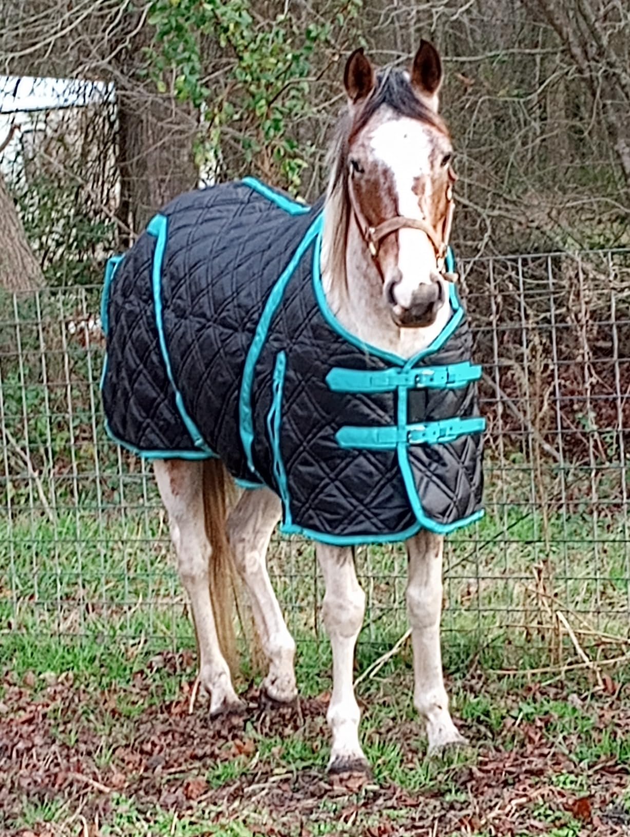 Hilason Quilted Western Horse Stable Blanket - Water Resistant customer photo 2