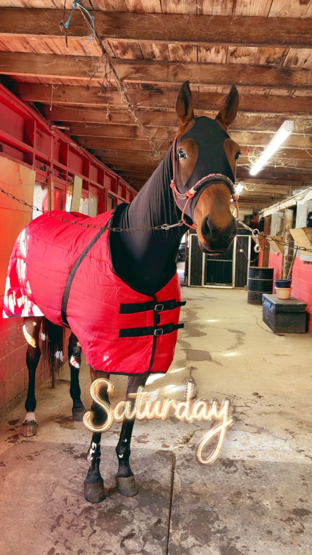 Country Pride Sentinel Channel Quilt Horse Stable Blanket, Midweight Open Front, 420D Nylon Outer Shell, 250g Poly-Fill Insulation, Wither Protection, Adjustable Leg Straps, Bias Surcingle (76,Black) customer photo 1