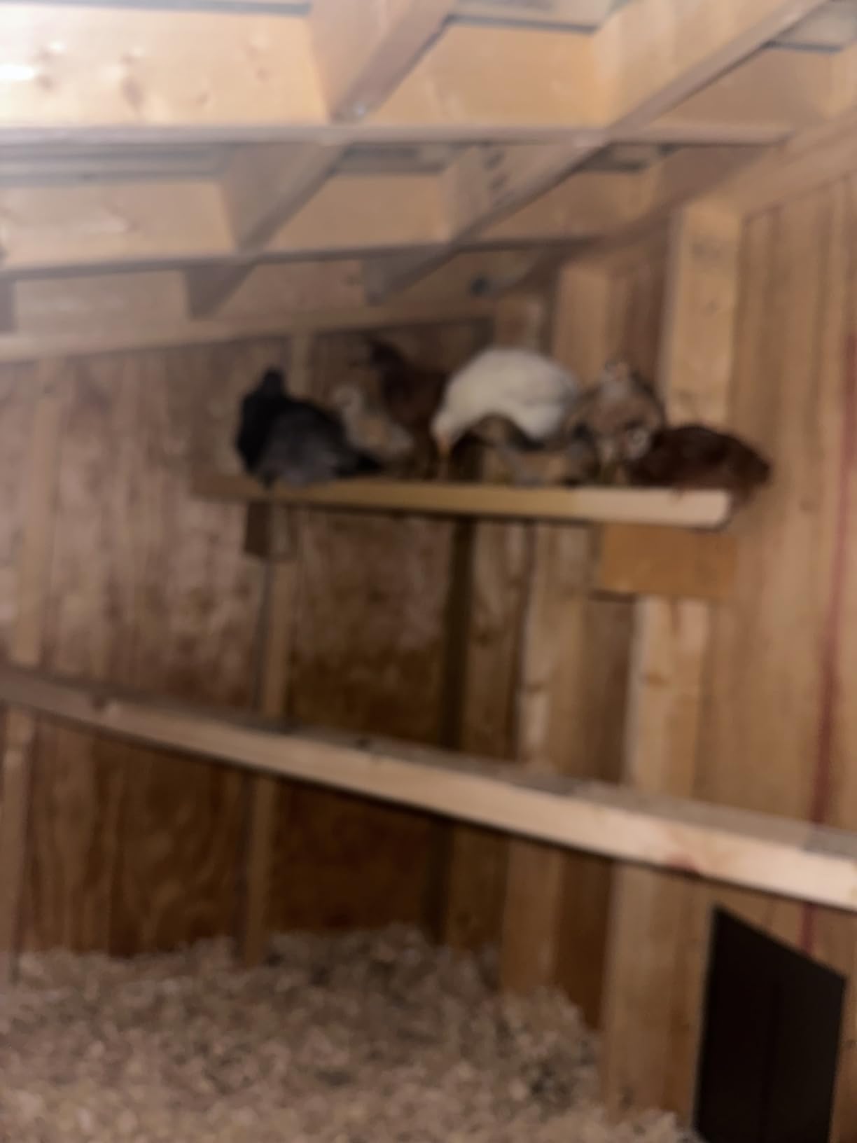 Automatic Chicken Coop Door Solar Powered with Timer & Light Sensor customer photo 1