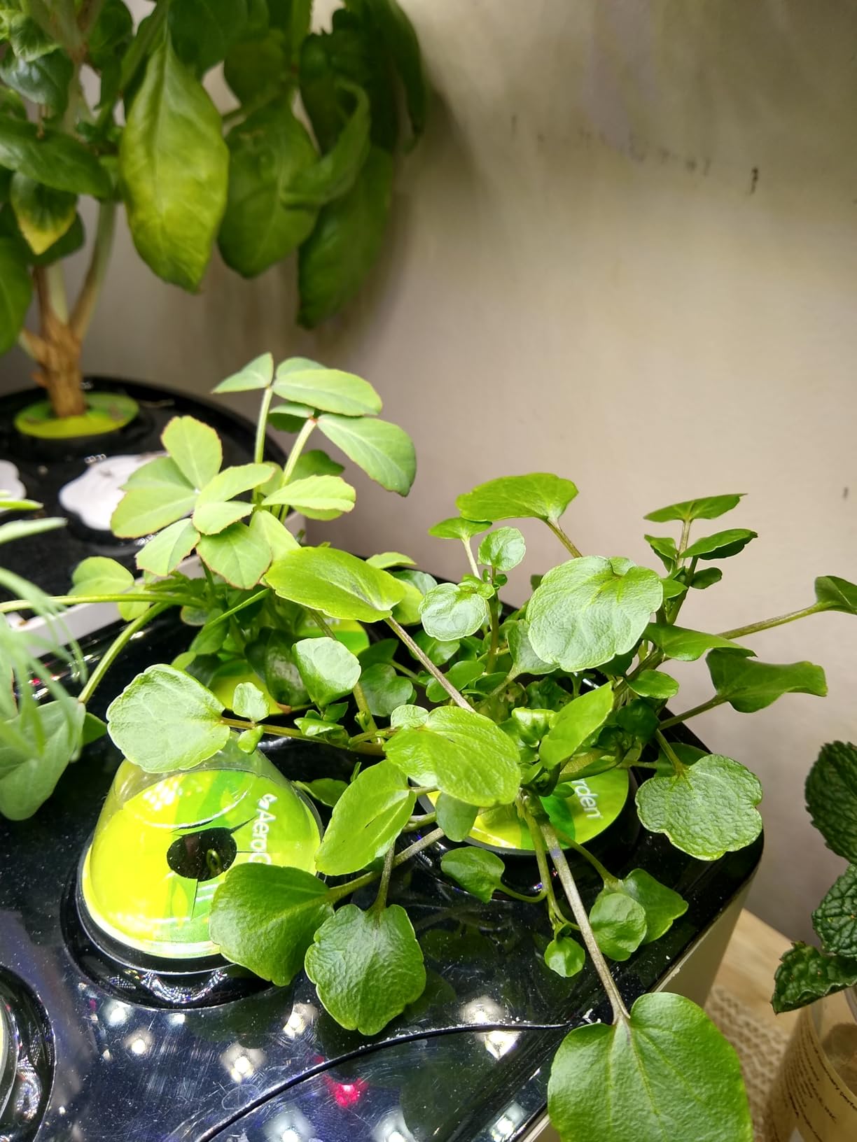 AeroGarden Harvest Lite, Black customer photo 1