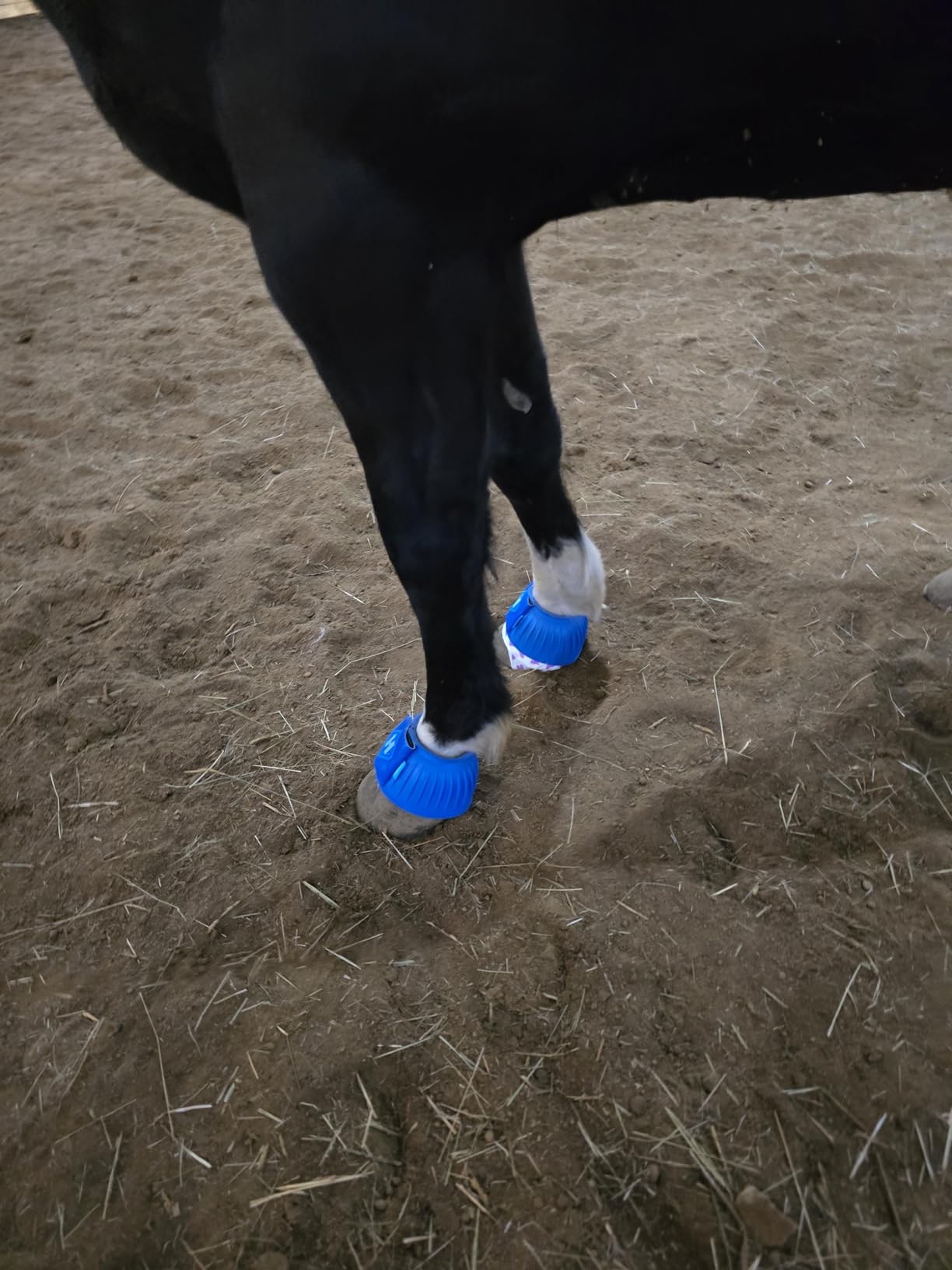 Harrison Howard 4/Pack Rubber Pull-on Bell Boots, Hoof Overreach Protection customer photo 2