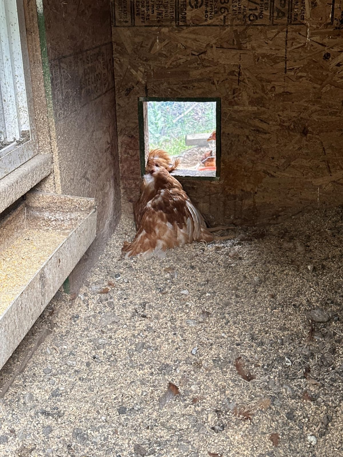 AsFrost Automatic Chicken Coop Door, 7W Solar Panel Powered Brown customer photo 1