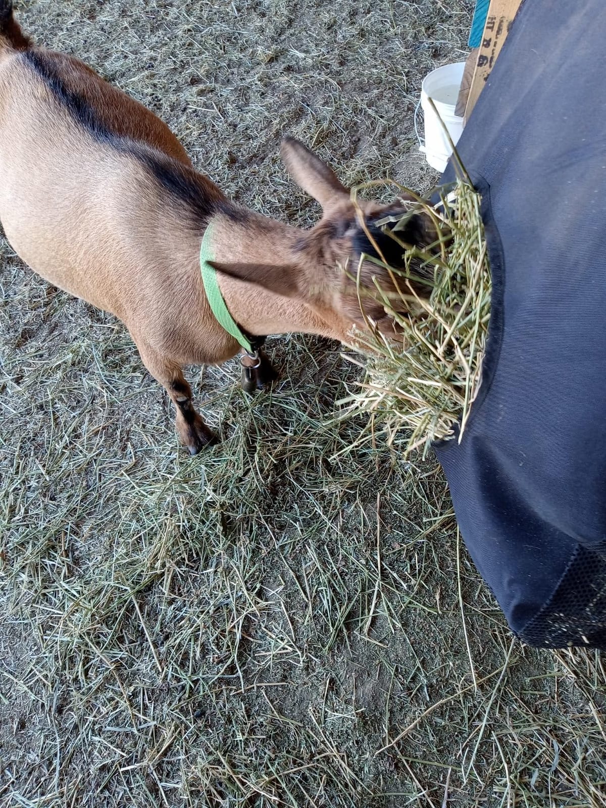 Hay Bag Hanging Goat Feeder Tote with Adjustable Strap customer photo 1