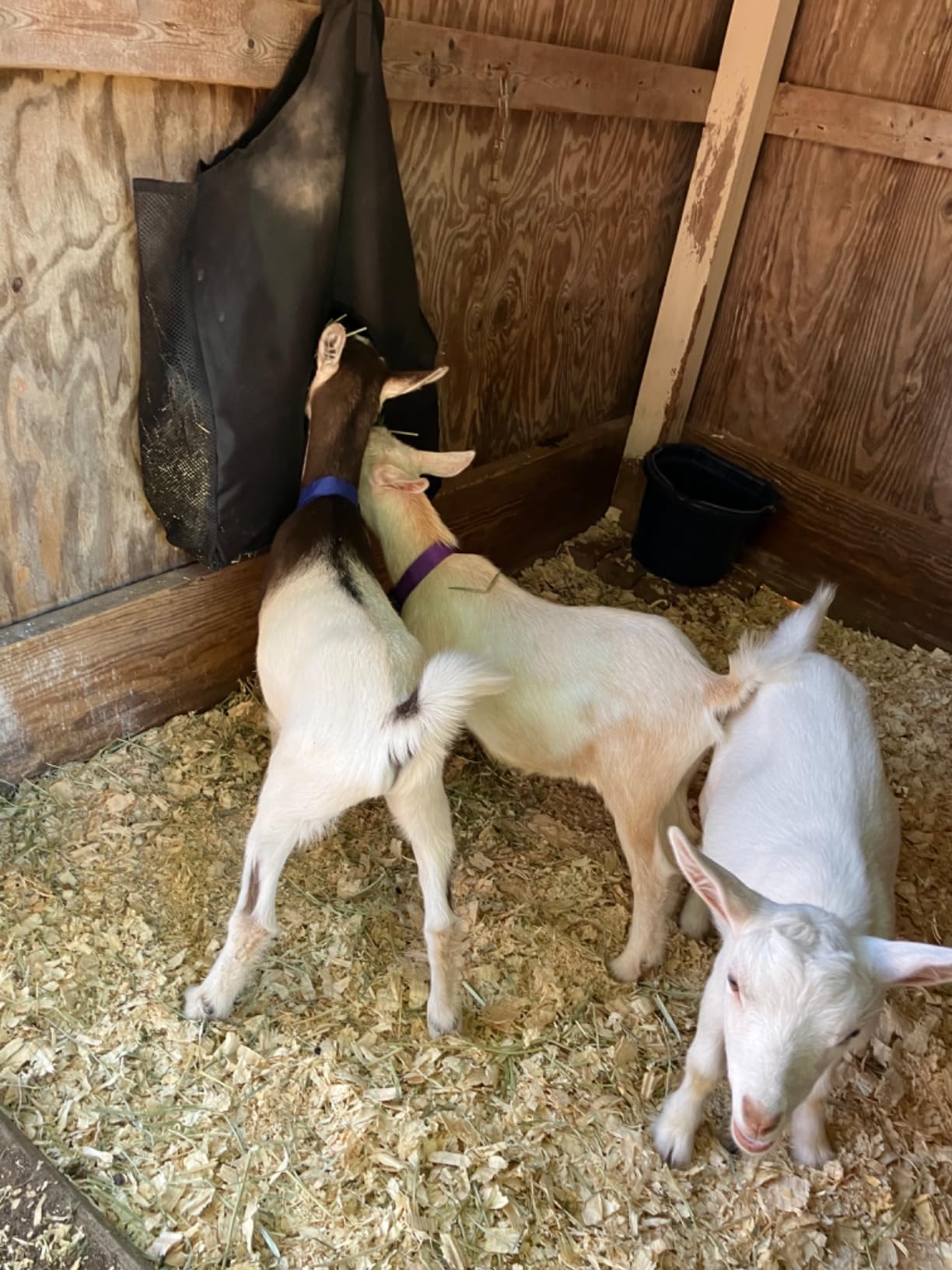 Hay Bag Hanging Goat Feeder Tote with Adjustable Strap customer photo 2