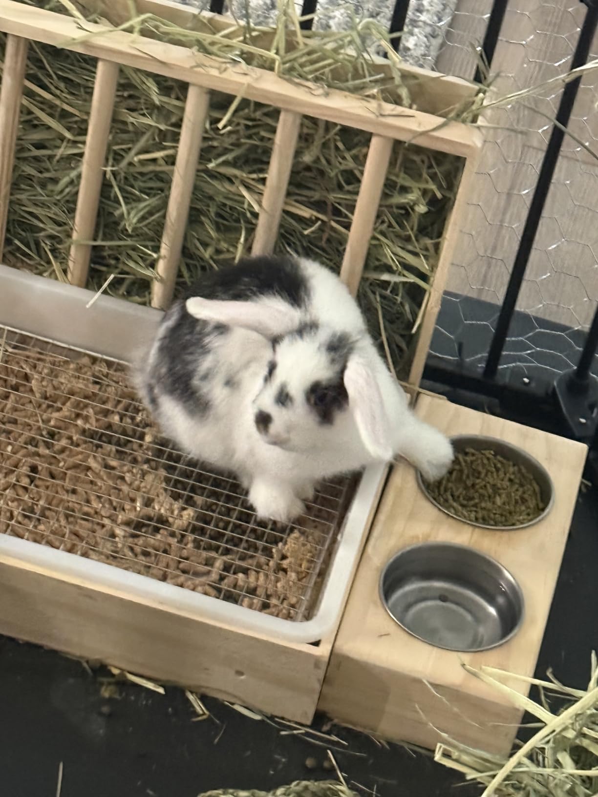BESNEW 3 in 1 Rabbit Hay Feeder with Litter Box,Wooden Hay Feeder with 2 Bowls & Litter Box for Guinea Pig Chinchilla Bunny Other Small Animals,Large Capacity & Preventing Waste customer photo 1