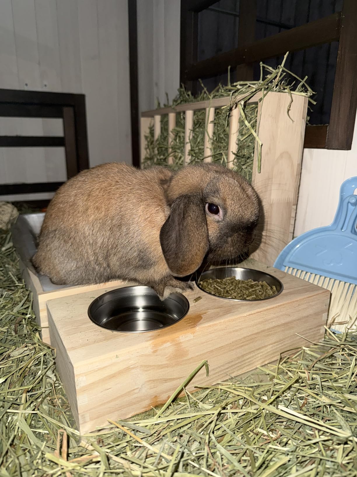 BESNEW 3 in 1 Rabbit Hay Feeder with Litter Box,Wooden Hay Feeder with 2 Bowls & Litter Box for Guinea Pig Chinchilla Bunny Other Small Animals,Large Capacity & Preventing Waste customer photo 2