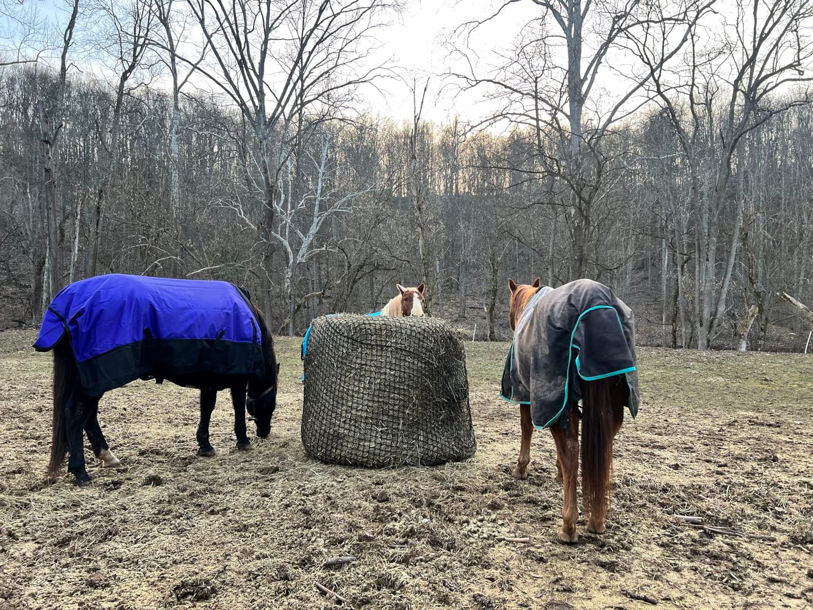 TONGMO 5x5 ft Round Bale Hay Net for Horses & Livestock - Slow Feeder Hay Nets with 2 inches Hole customer photo 1