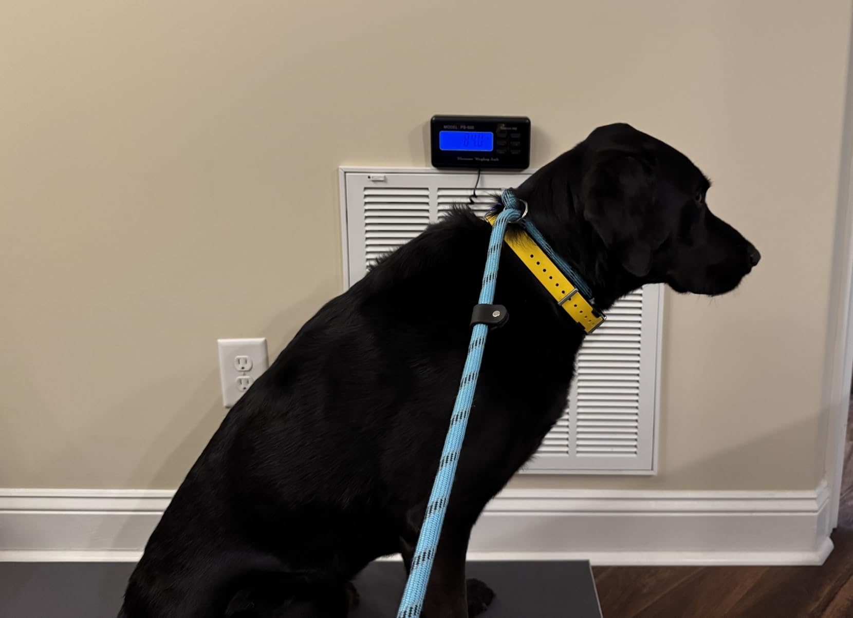 Bonvoisin Pet Scale for Large Dog 1100lb x 0.2lb, Postal Scale with Large Stainless Platform 40.5” x 20.8”, Animal Scales for Weighing,Vet Scale with Rubber Mat Livestock Scale for Dog, Sheep customer photo 1