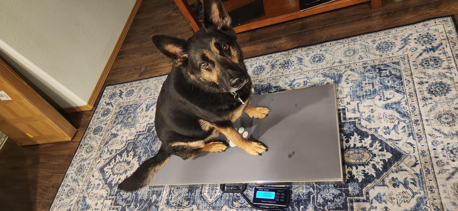 Bonvoisin Pet Scale for Large Dog 1100lb x 0.2lb, Postal Scale with Large Stainless Platform 40.5” x 20.8”, Animal Scales for Weighing,Vet Scale with Rubber Mat Livestock Scale for Dog, Sheep customer photo 2