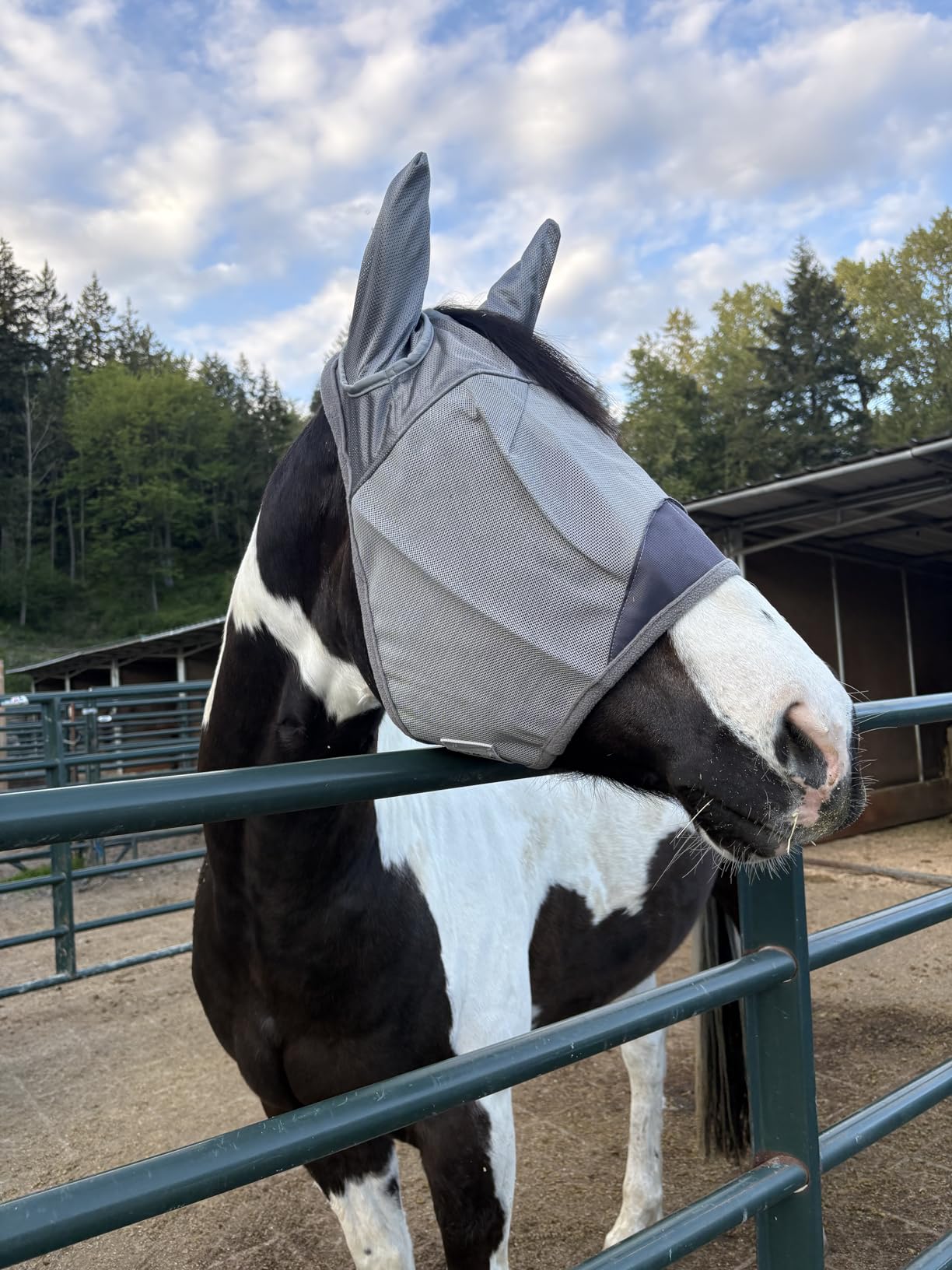Horse Fly Mask with Ears - UV Protection Fine Mesh Super Comfort Fly Masks for Horses, Adjustable Breathability Horses Masks, Pony Equine Fly Mask for Miniature Foal Draft Cob Srabian Full (Gray, L) customer photo 1