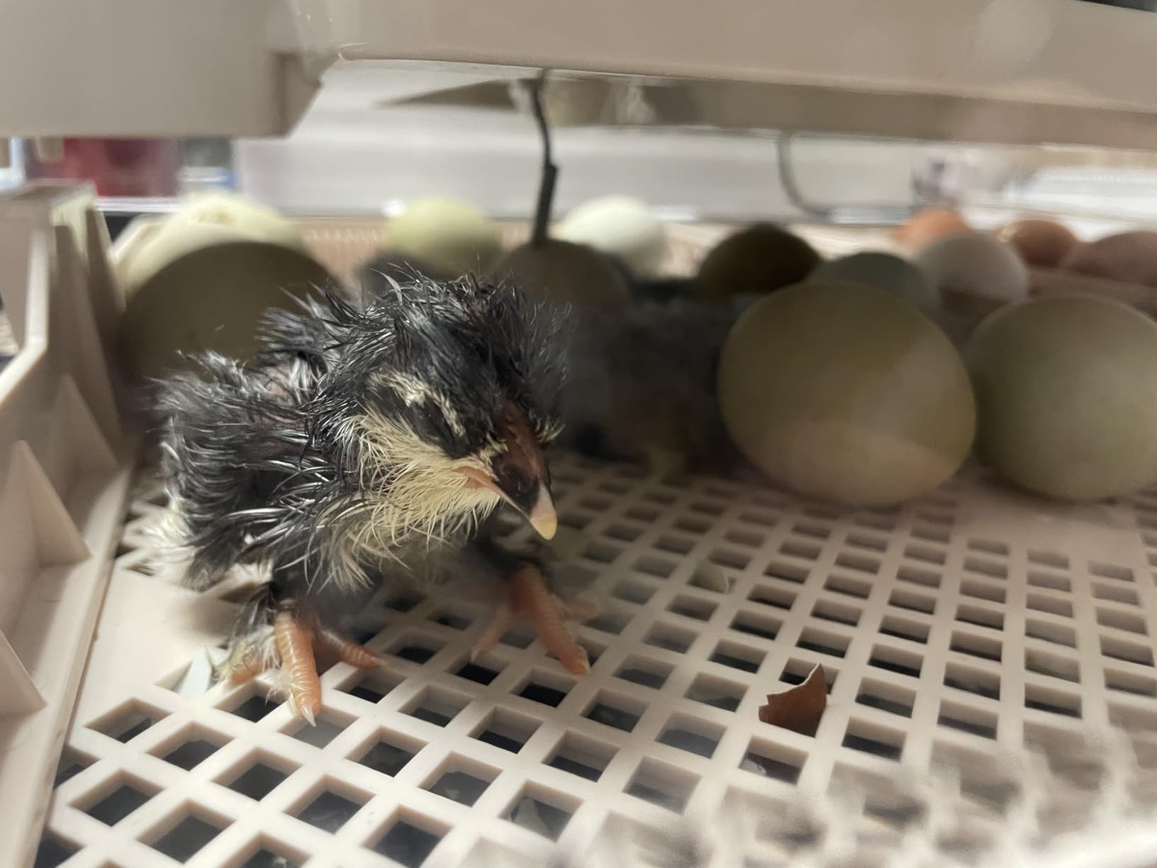 Sailnovo 56 Egg Incubator for Hatching Eggs with Automatic Egg Turning Gray customer photo 1