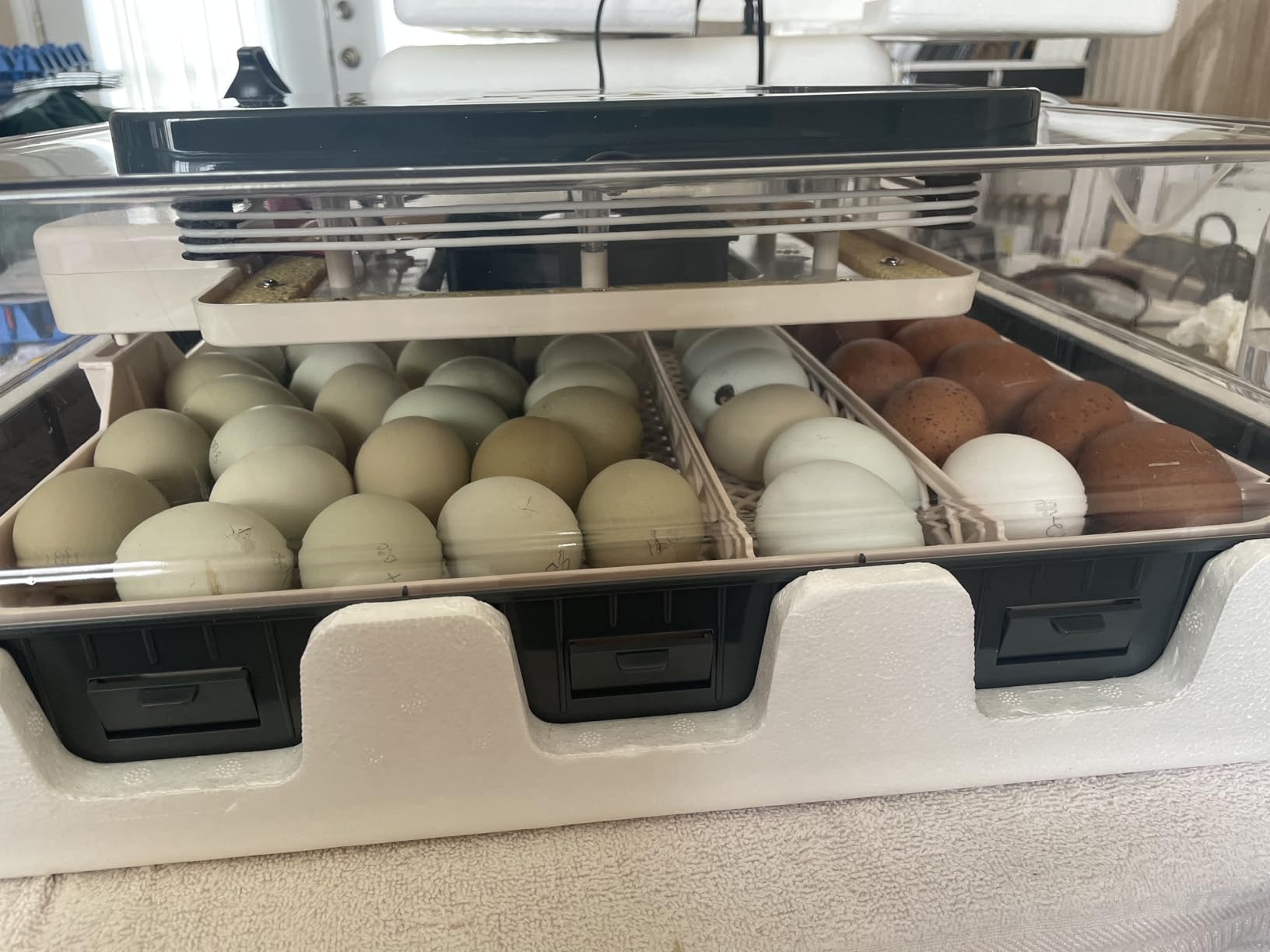 Sailnovo 56 Egg Incubator for Hatching Eggs with Automatic Egg Turning Gray customer photo 2