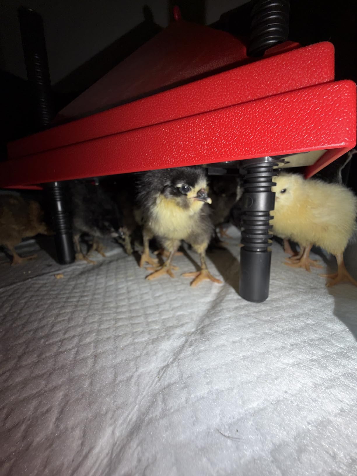 Chick Brooder Heater with Anti-Roost Cone & Constant Temp Red 10