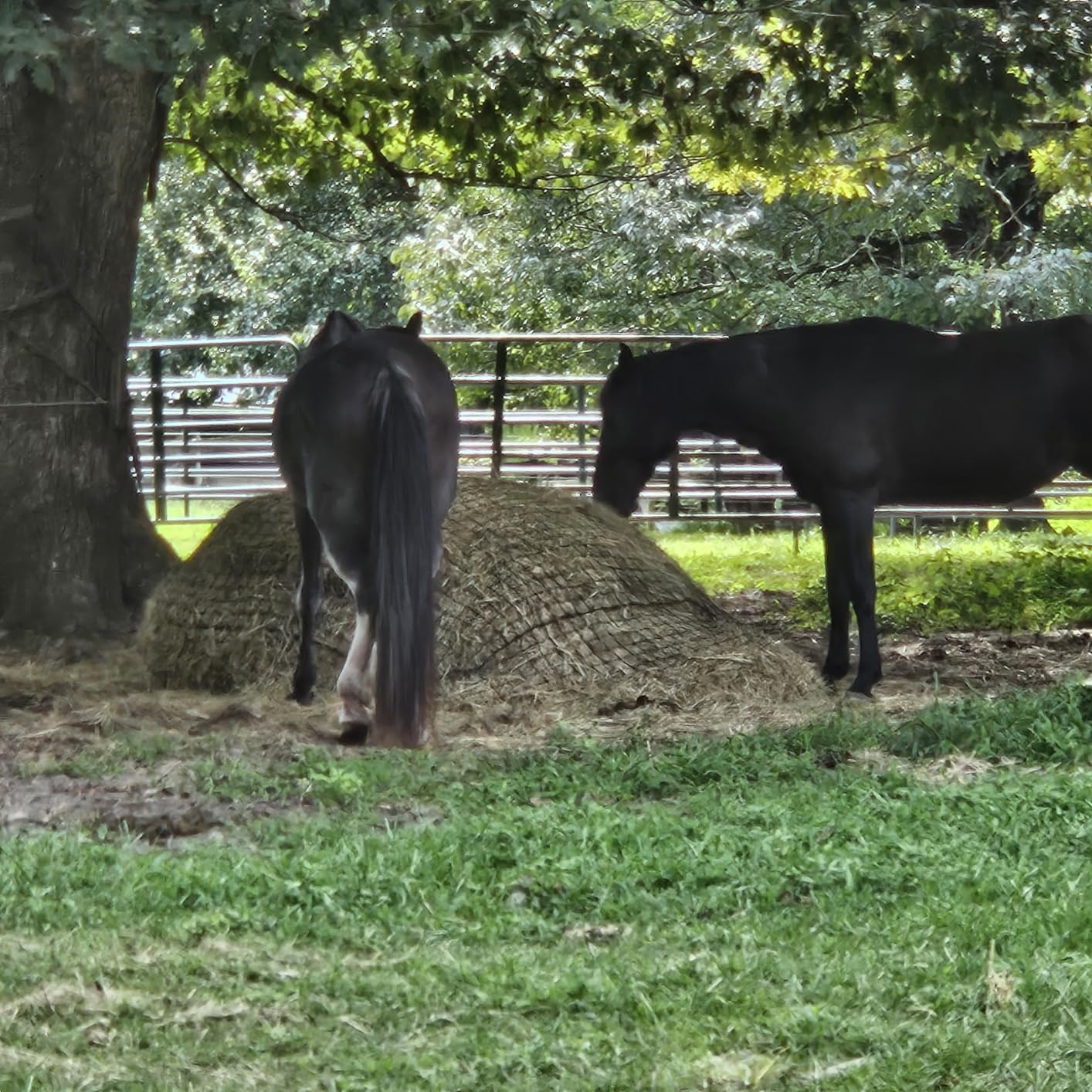 6x6 Ft Round Bale Hay Net for Horses – Knotless Slow Feeder Net with 2” Holes – Fits Up to 6x6 Round Bales or Square Bales – Helps Reduce Hay Waste – Large, Durable Hay Feeder, Year-Round Use customer photo 2