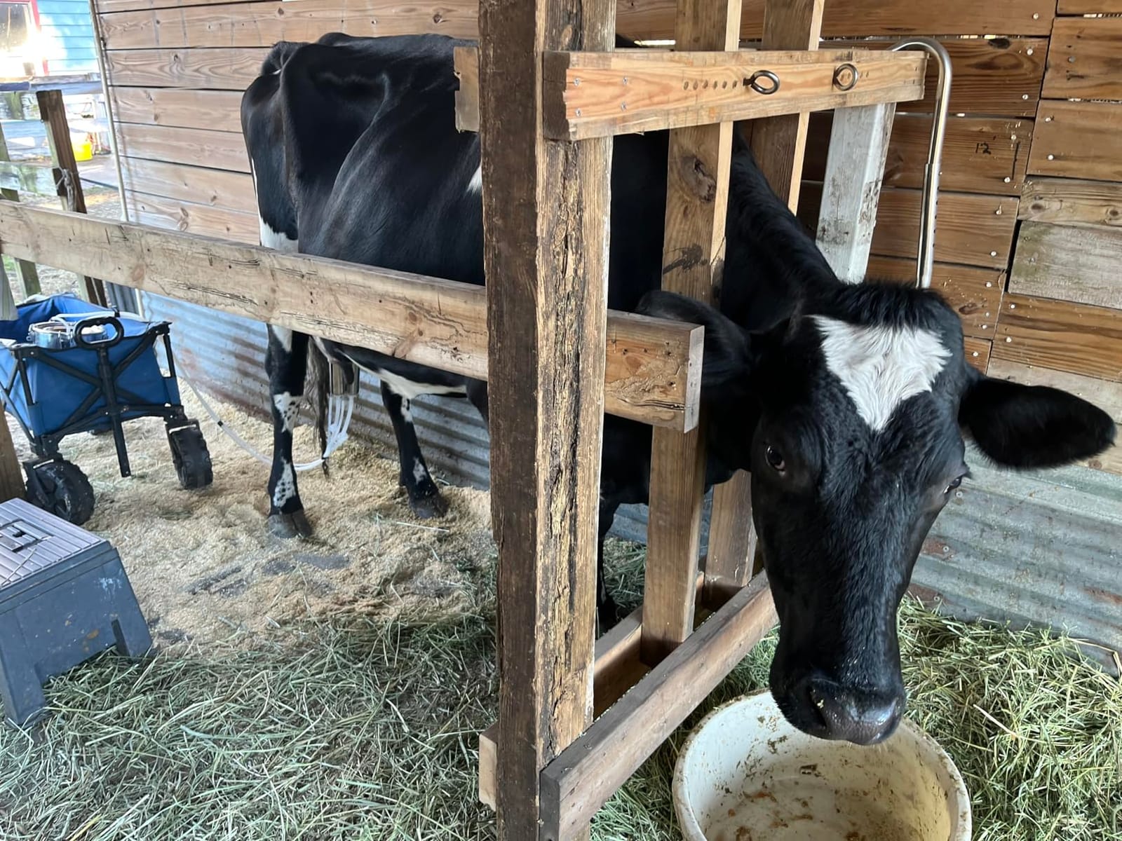 2026 Upgrade 3.7Gal/14L 2-in-1 Goats and Cows Milking Machine customer photo 2
