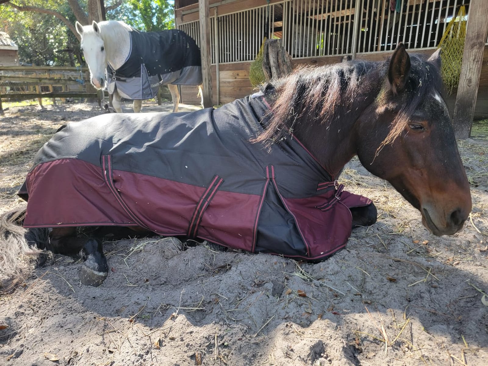 LEAFOREST 1200D Horse Turnout Blanket Waterproof 200g Fill Winter Cold Wet customer photo 2