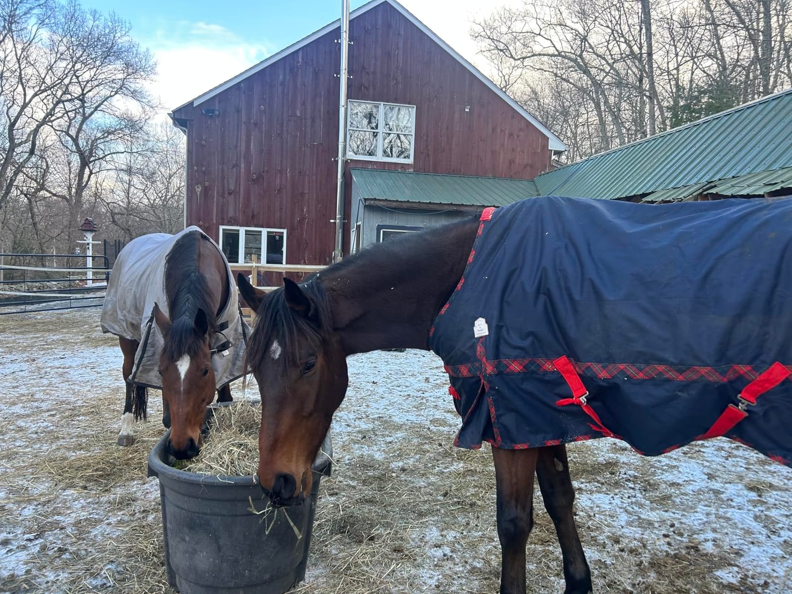 BARN & STABLE 600Denier 3000mm/3000mvp Super Waterproof & Breathable Horse Blankets for Winter with 200g Fill customer photo 1