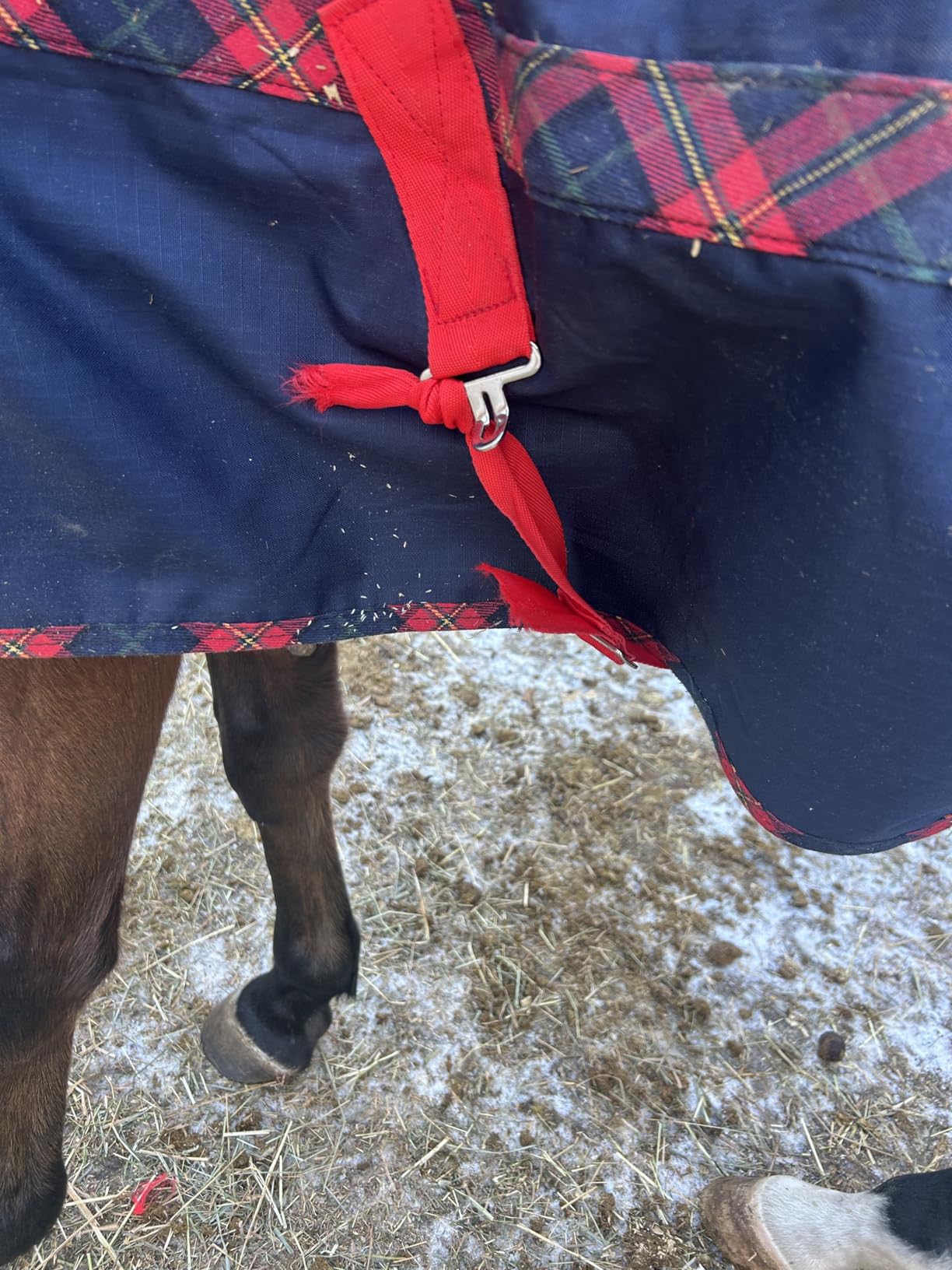 BARN & STABLE 600Denier 3000mm/3000mvp Super Waterproof & Breathable Horse Blankets for Winter with 200g Fill customer photo 2