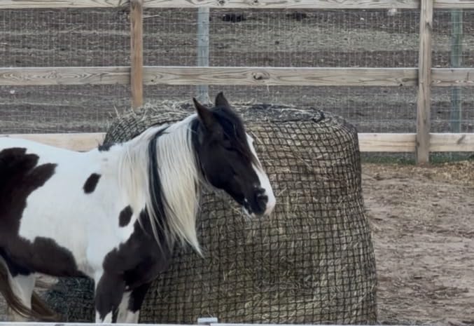 Martx 5x5ft Round Bale Hay Net for Horses Slow Feed, Knotless Feeder customer photo 1