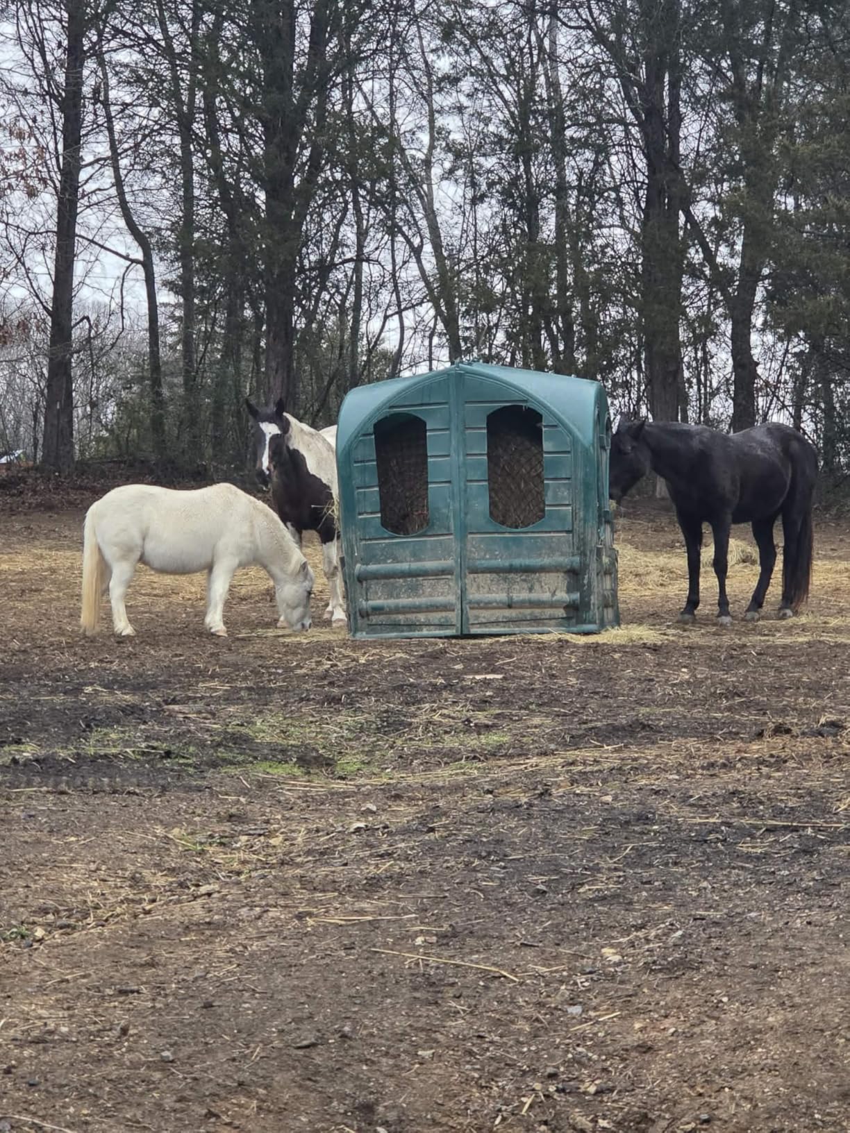 6 * 6ft Completely Upgraded Bolded Round Bale Hay Net for Horses&Livestock, Large Heavy Duty Round Bale Hay Net, 12-Strand Knotless Slow Feeder Hay Net with 2.2inches Holes customer photo 1