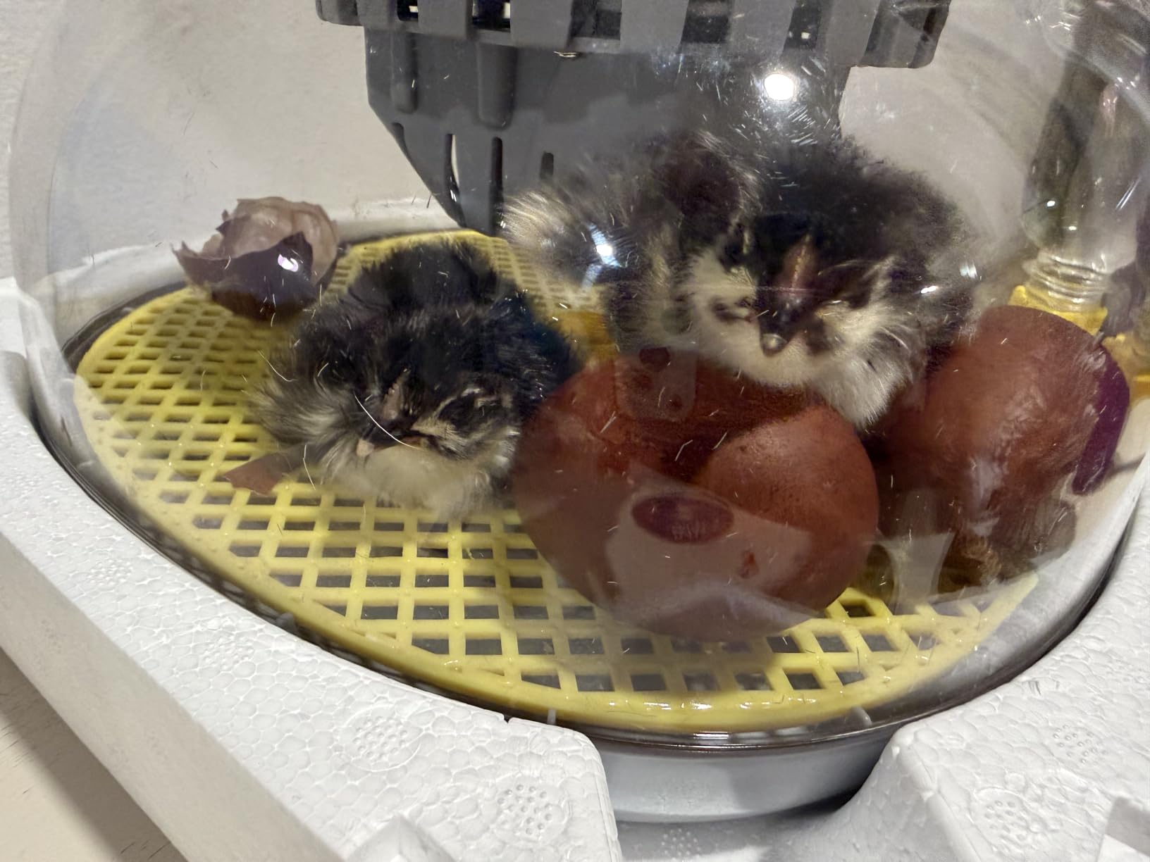 Incubator for Hatching Eggs - 12 Egg Capacity, 360° Viewing for Chicken customer photo 2