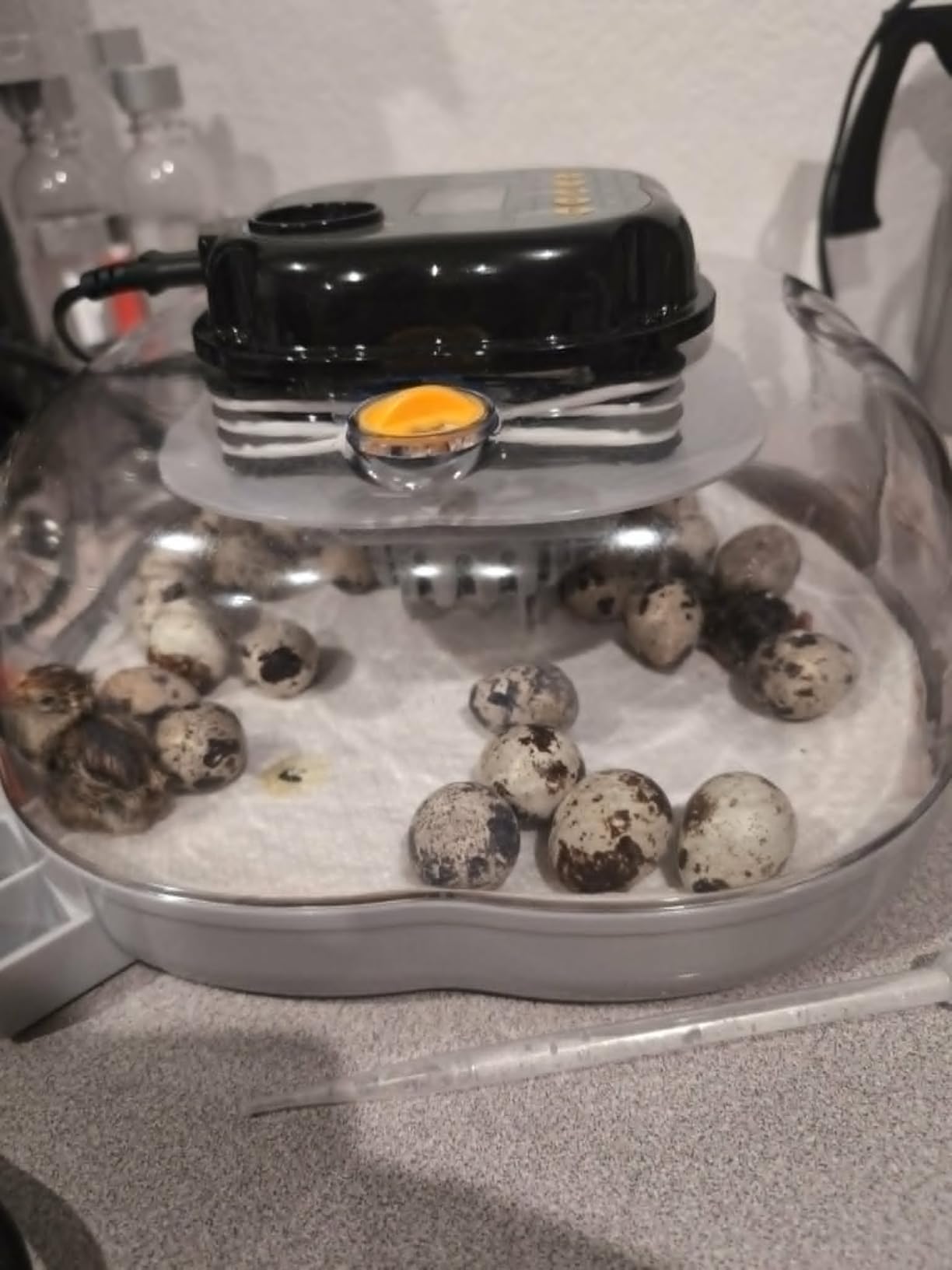 Egg Incubators for Hatching Eggs, 18 Chicken or 8 Large Eggs Incubator customer photo 2
