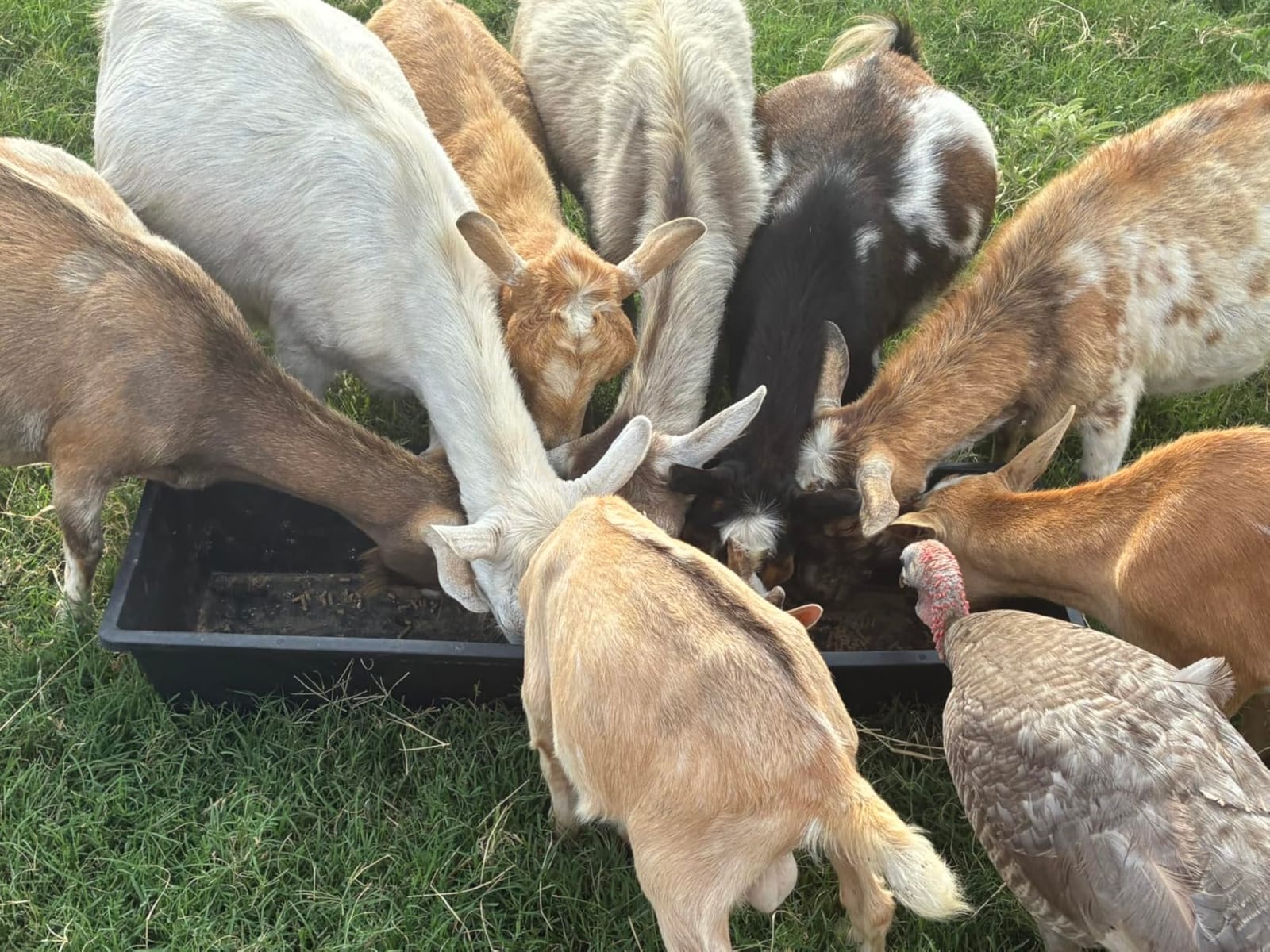 6 Pcs Water Trough 48 Quart / 12 Gallon Horse Trough Livestock Water Troughs 39 inch Plastic Goat Feeder Trough Farm Animal Feeding for Chicken Sheep Pig and Cattle customer photo 2