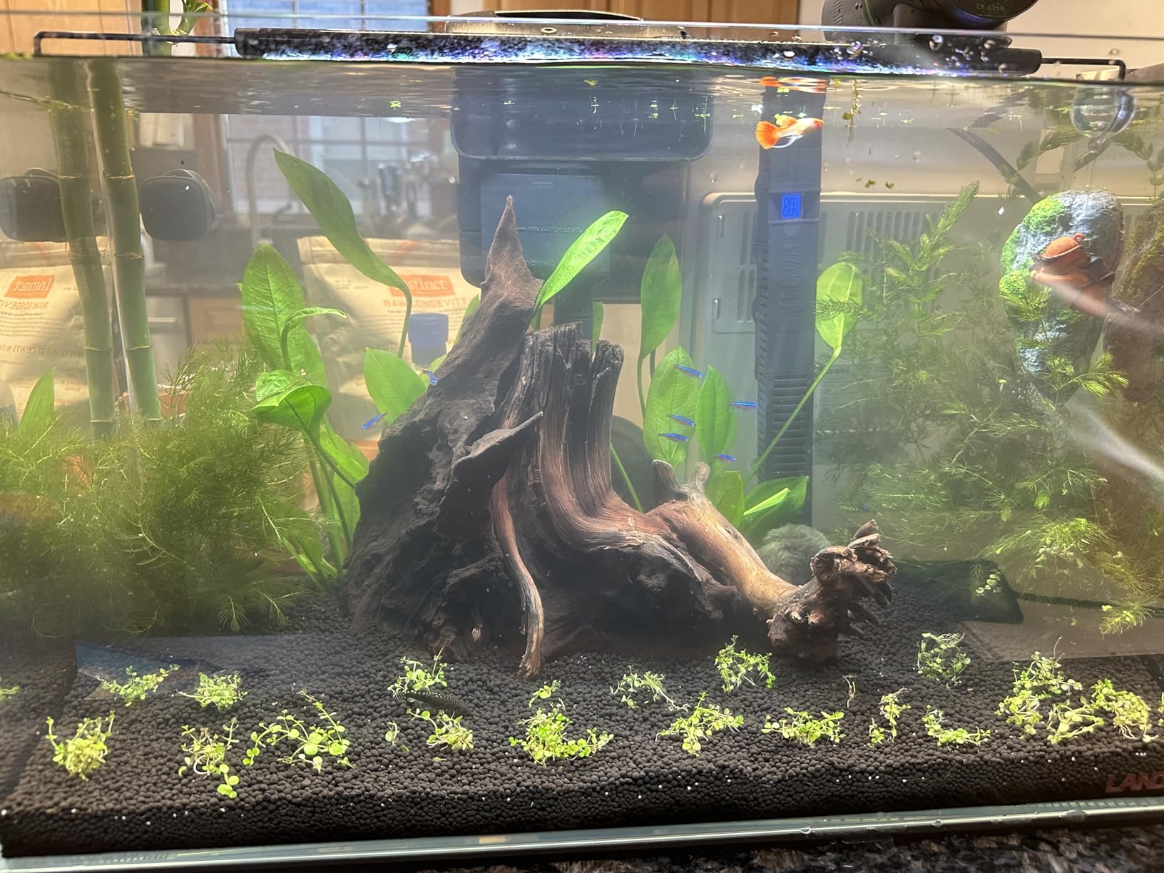 LANDEN Aquarium 60P 16 Gallon Ultra Clear Glass Rimless Fish Tank customer photo 1