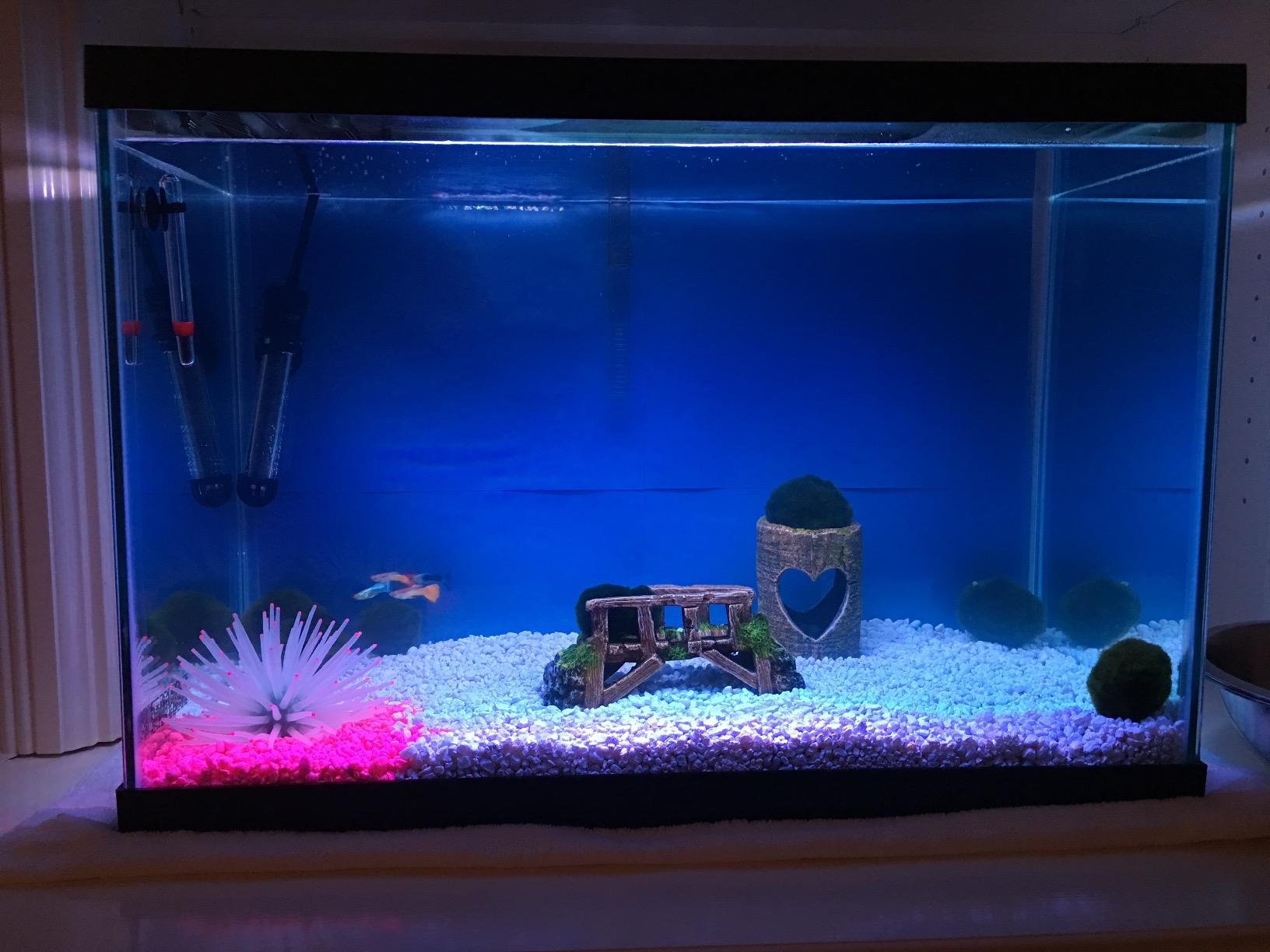 Tetra Color Complete 20 Gallon Fish Tank Kit for Freshwater, Saltwater Fish customer photo 1