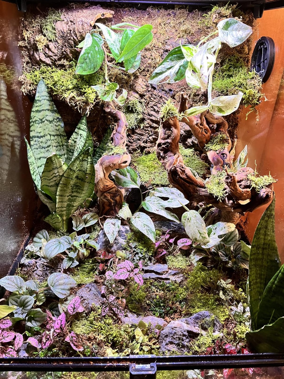 REPTI ZOO Reptile Glass Terrarium, 18