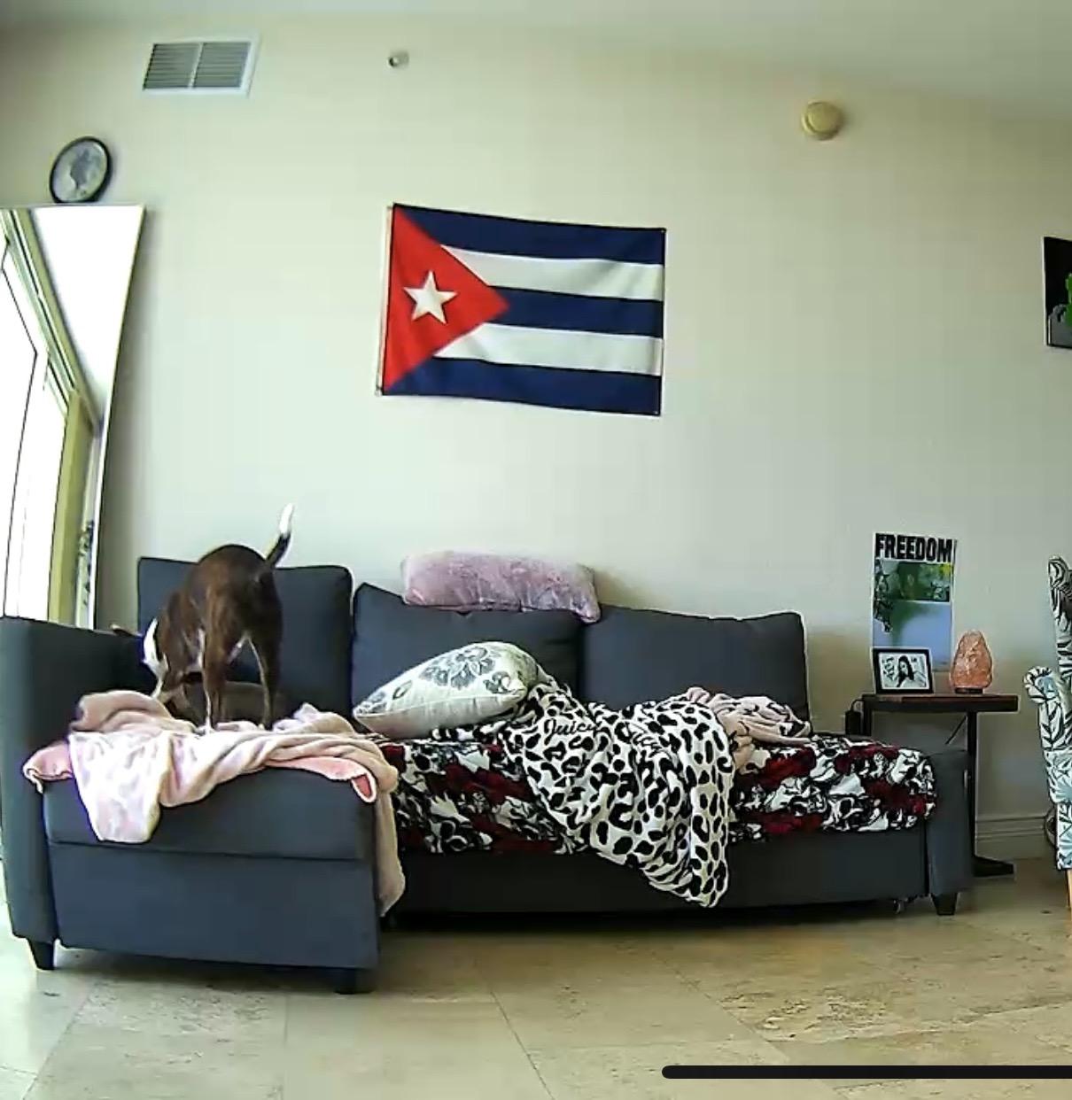 Petcube Cam – Indoor Wi-Fi Pet & Security Camera with App customer photo 1