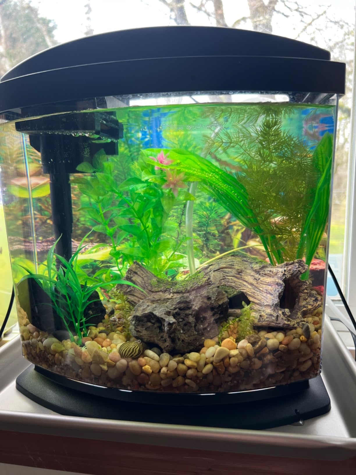 Aqueon LED MiniBow Small Aquarium Fish Tank Kit with SmartClean Technology, White, 2.5 Gallon customer photo 1