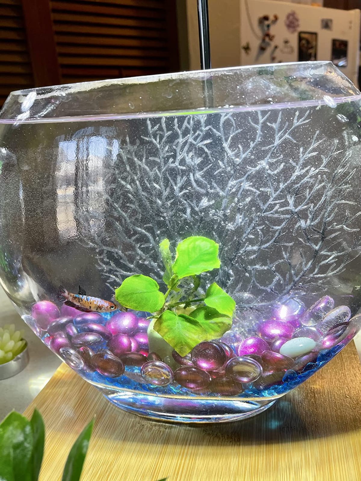 hygger Mini Glass Oblate Fish Bowl Kit, Small Fish Tank Comes with Blue Aquarium Decor Stones and Plastic Fan Branch Tree Ornament customer photo 1