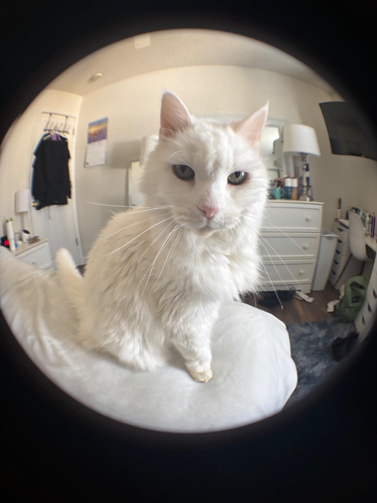 180° fisheye Lens for iPhone Samsung Google Android Smartphone,with Clip,Cell Phone Lens,anamorphic Lens,Funny Pictures customer photo 2