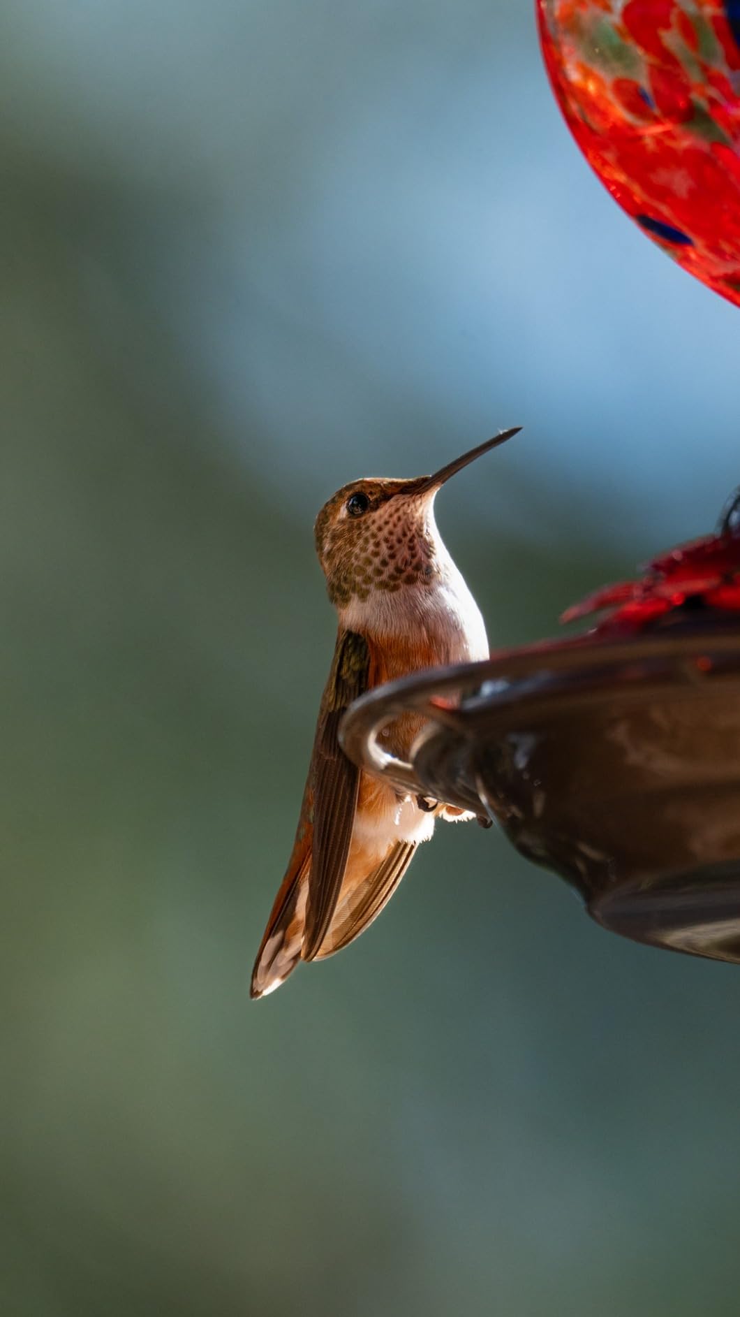 Tamron 150-500mm f/5-6.7 Di III VC VXD Lens customer photo 2