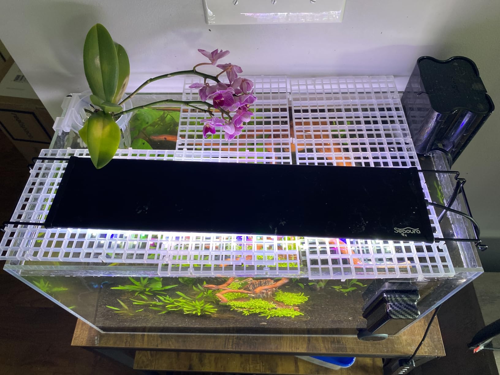 LAQUAL 3 Gallon Ultra Clear Glass Fish Tank, Rimless Low Iron Aquarium for Betta/Nano/Goldfish/Snail/Shrimp, Small Fish Tank with Fish Net & Cleaning Tools customer photo 2