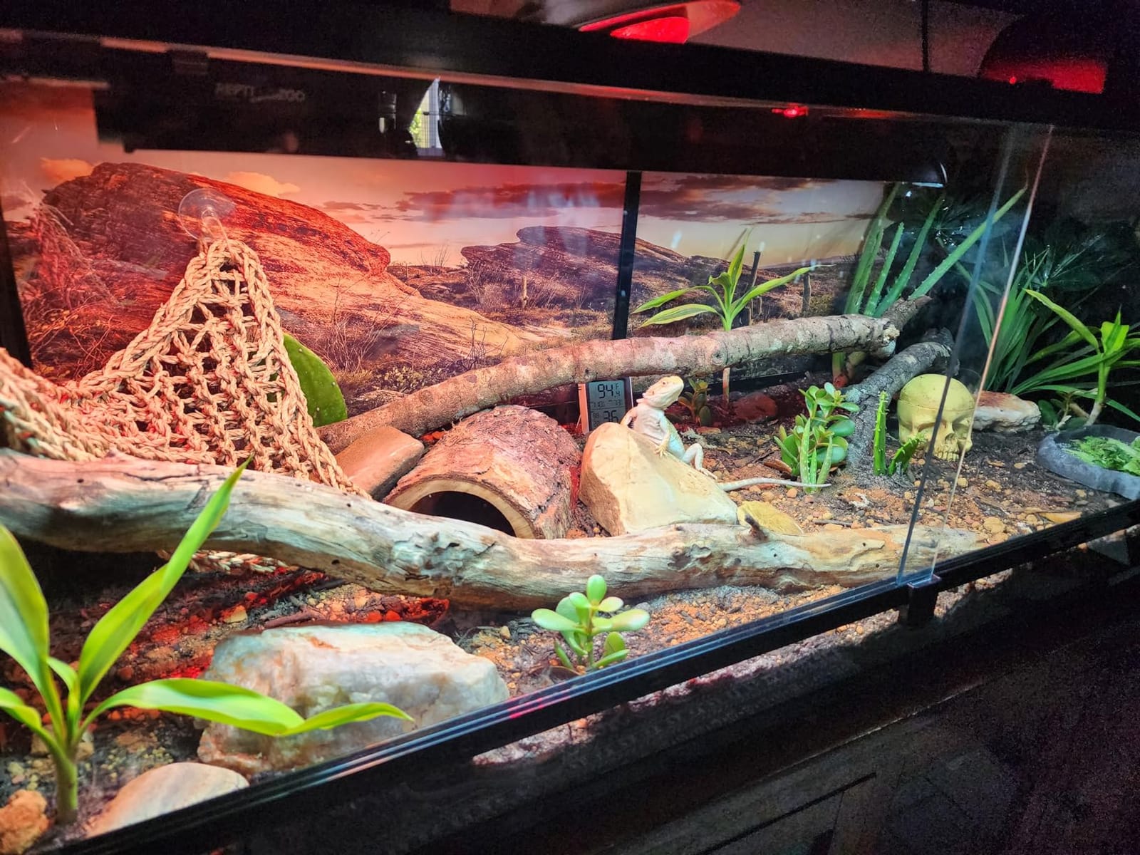 Basking Light for Reptiles, 2-Pack 100W Upgraded Intense Basking Spot, Reptile Heat Bulb Light, UVA Heat Lamp Bulbs for Bearded Dragon Turtle Chicken customer photo 2