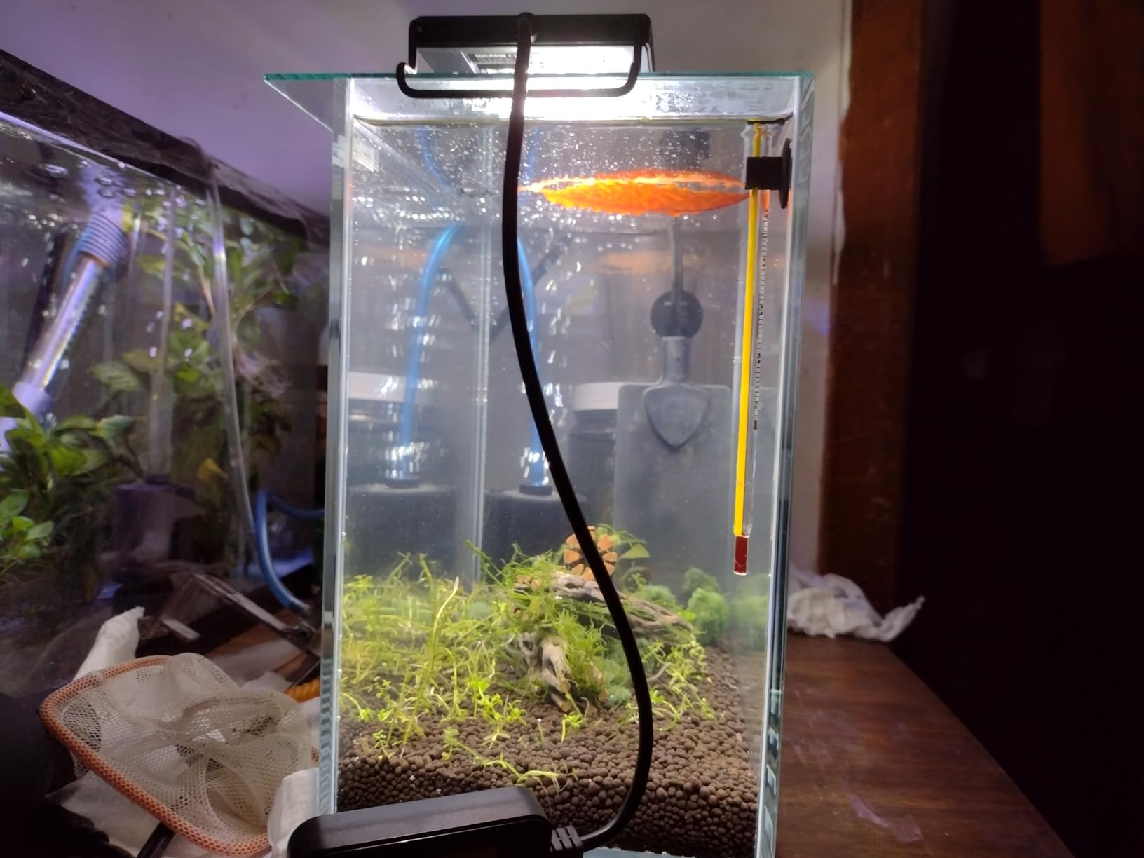 LYPHARD AQUARIUMS 9.5 Gallon Rimless Aquarium, Ultra Clear Glass Low Iron Small Fish Tank for Betta, L15.7×W11.8×H11.8 Inches Thickness 5mm with EVA Foam Mat Included customer photo 2
