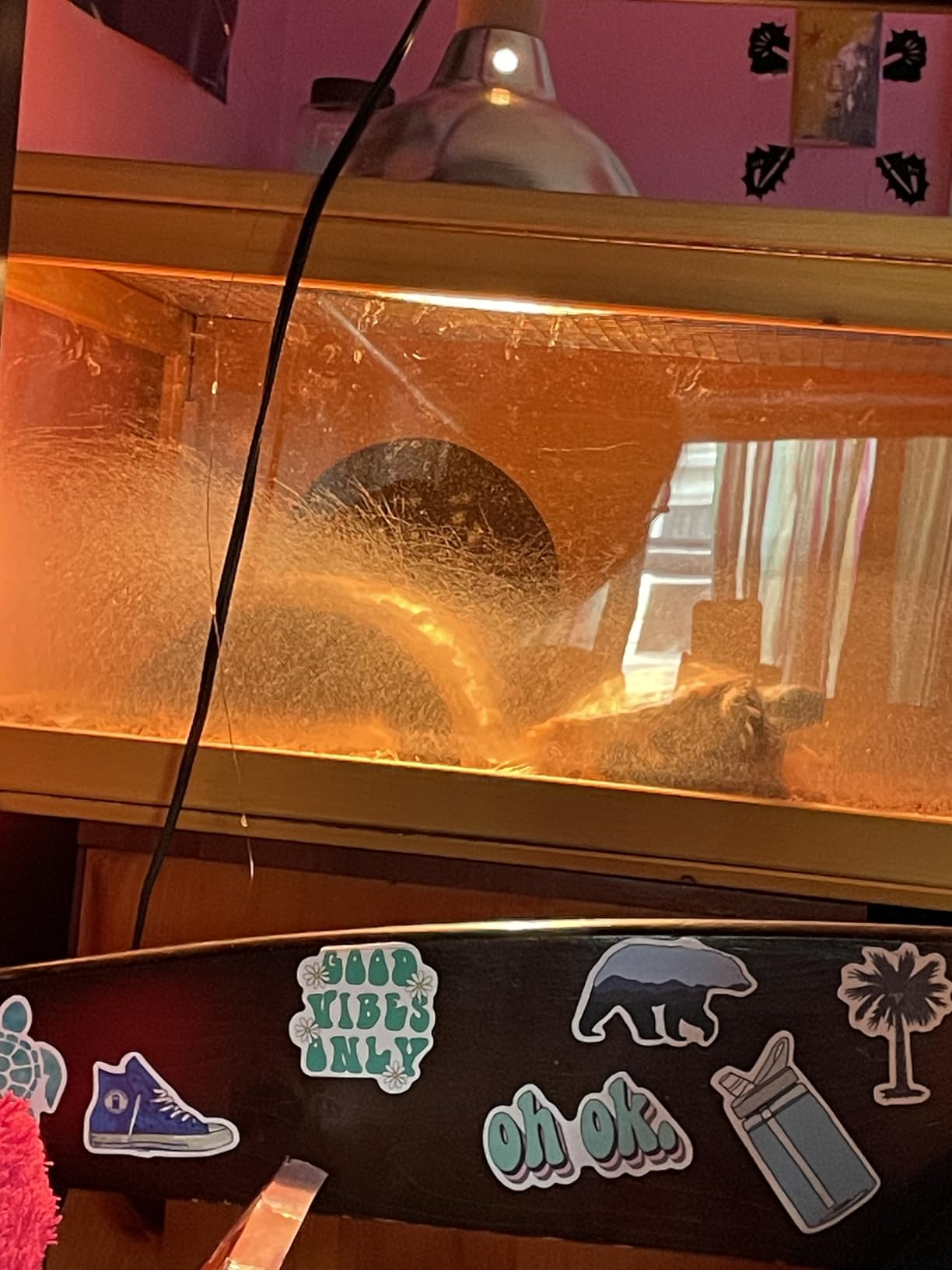 PawHut Wooden Tortoise House Indoor Turtle Habitat Enclosure Outdoor Reptile Cage for Lizards, Geckos, Yellow customer photo 2