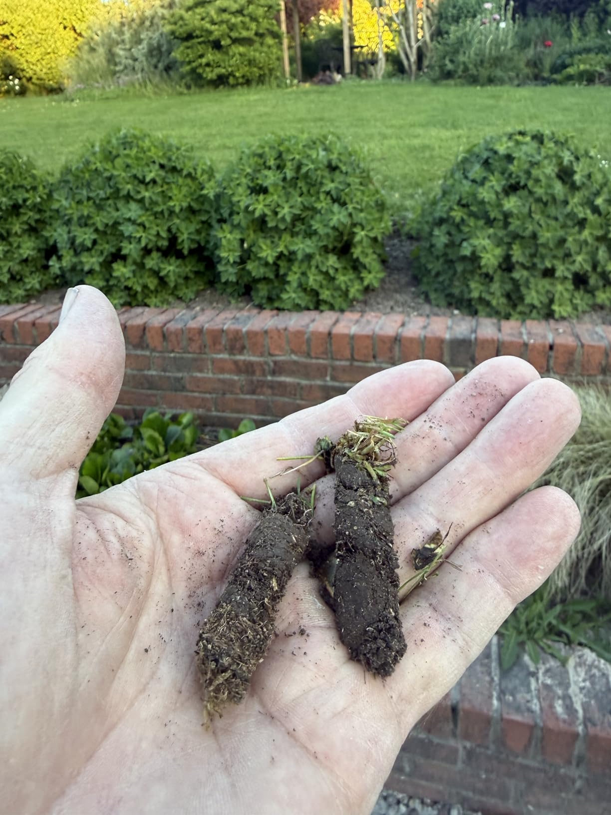 Patented Rolling Lawn Aerator Manual Coring Tool Compacted Soil Loosening customer photo 2