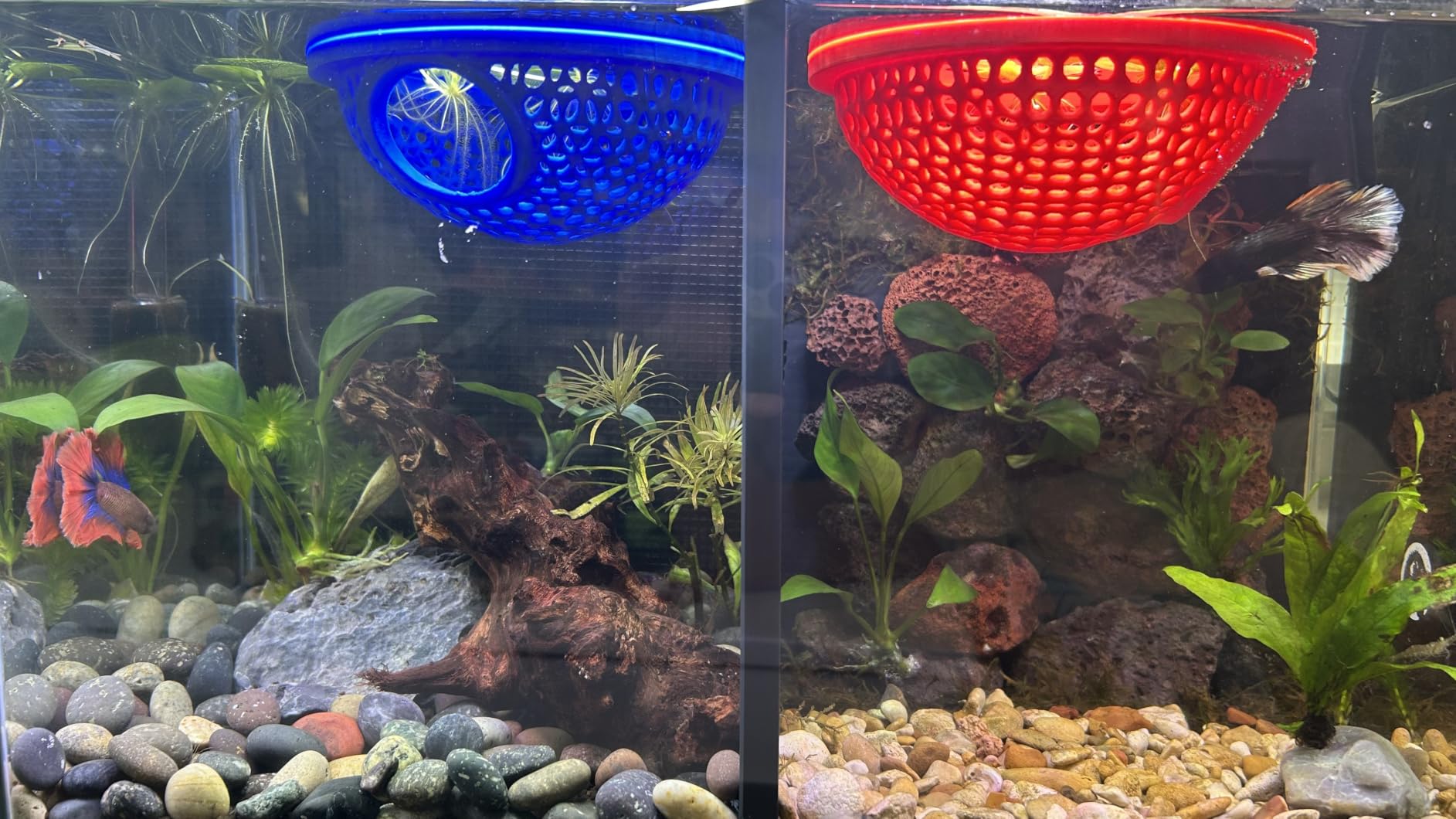 10 Gallon Aquarium Set Glass Fish Tank, Heater Self Cleaning System Filter with Media Bright Light Cleaning Tool, Leak-Proof Clear Rimless Betta Tropical Freshwater Fish customer photo 2