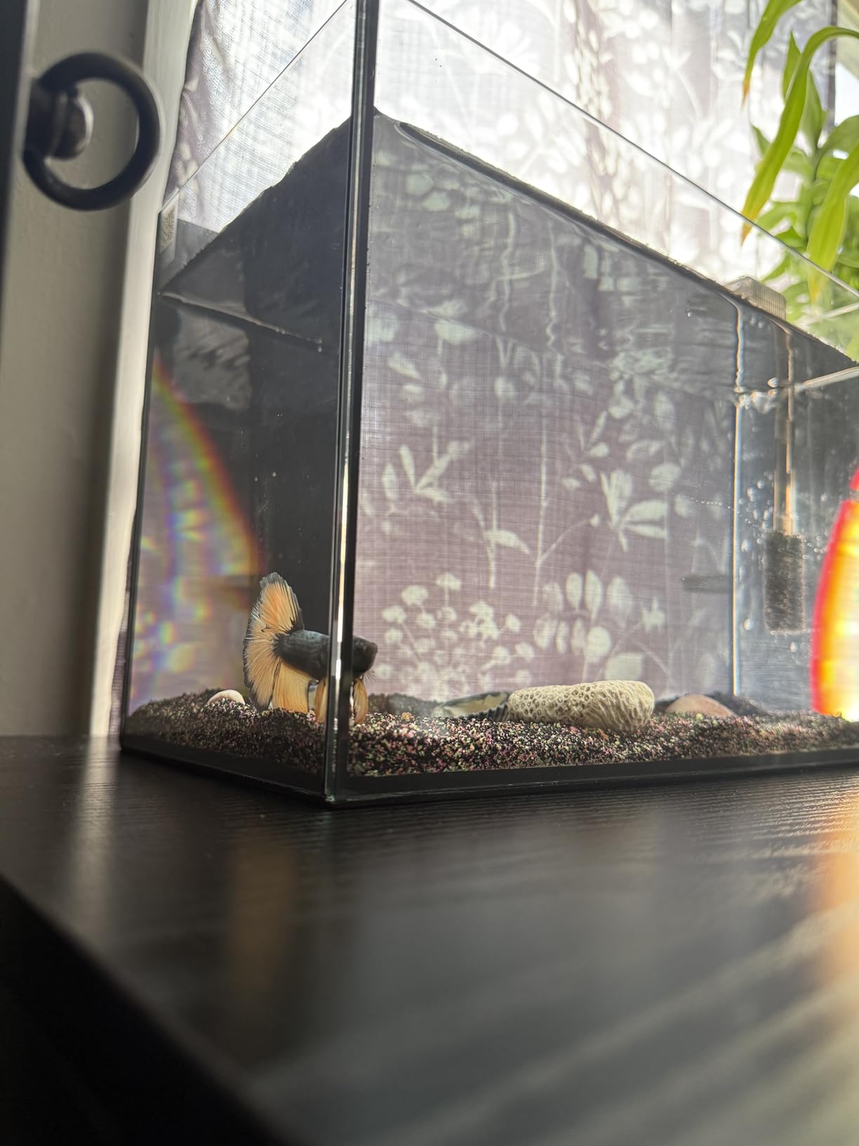 Glass Fish Tank Kit, 3 Gallon Betta Nano Fish Tank Aquarium Starter Kit customer photo 2