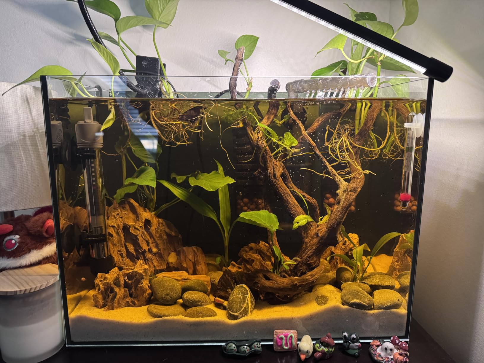 6 Gallon Glass Fish Tank 5 Gallon Open-Back Lid, Small Aquarium Fish Bowl Cube for Betta Goldfish Snails Shrimp Aquatic Planting, Ultra Clear Rimless Design Low Iron customer photo 2