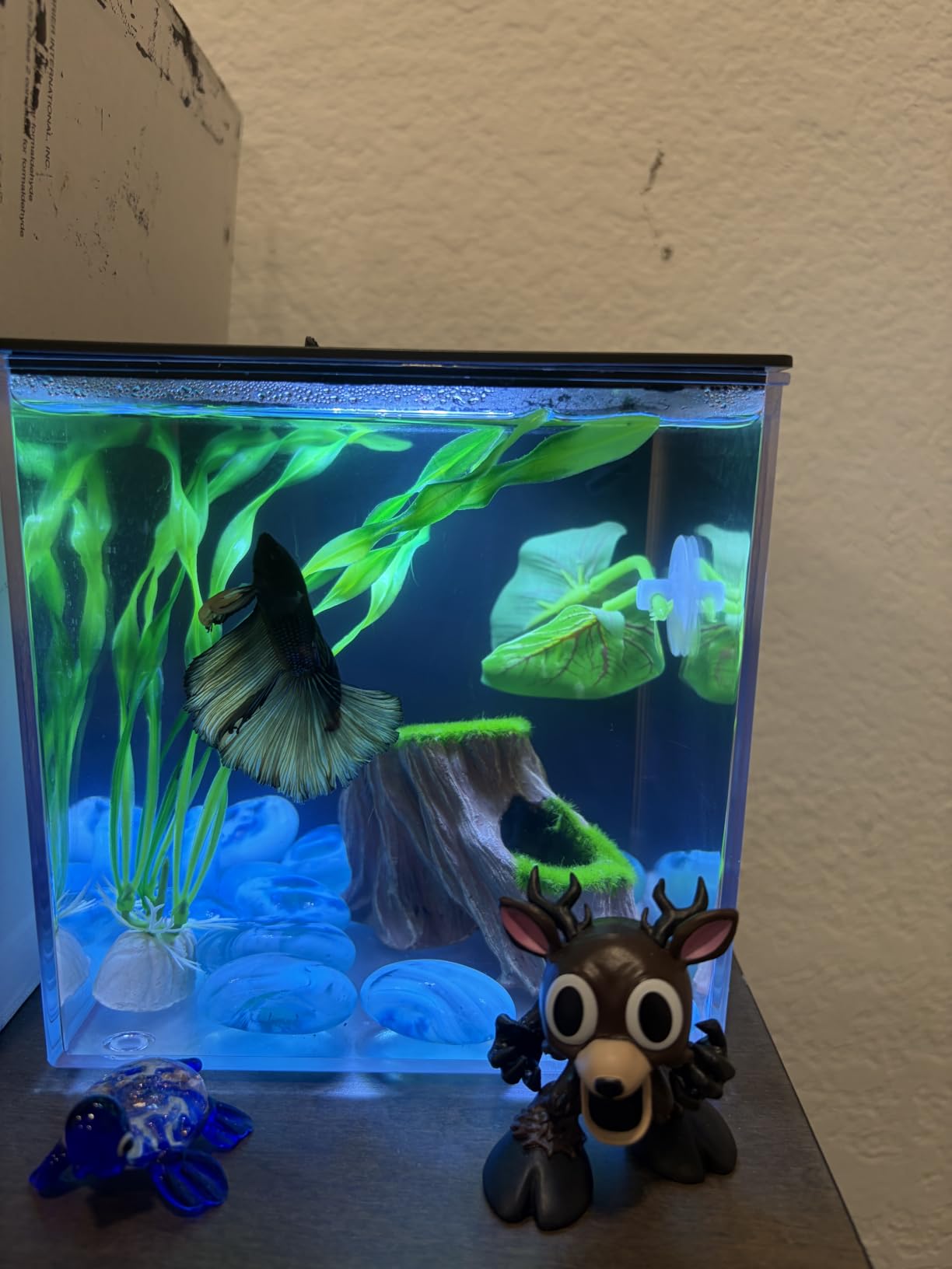 Vehipa Betta Fish Tank 1 Gal (3.7L), Acrylic Nano Aquarium Kit Black customer photo 2