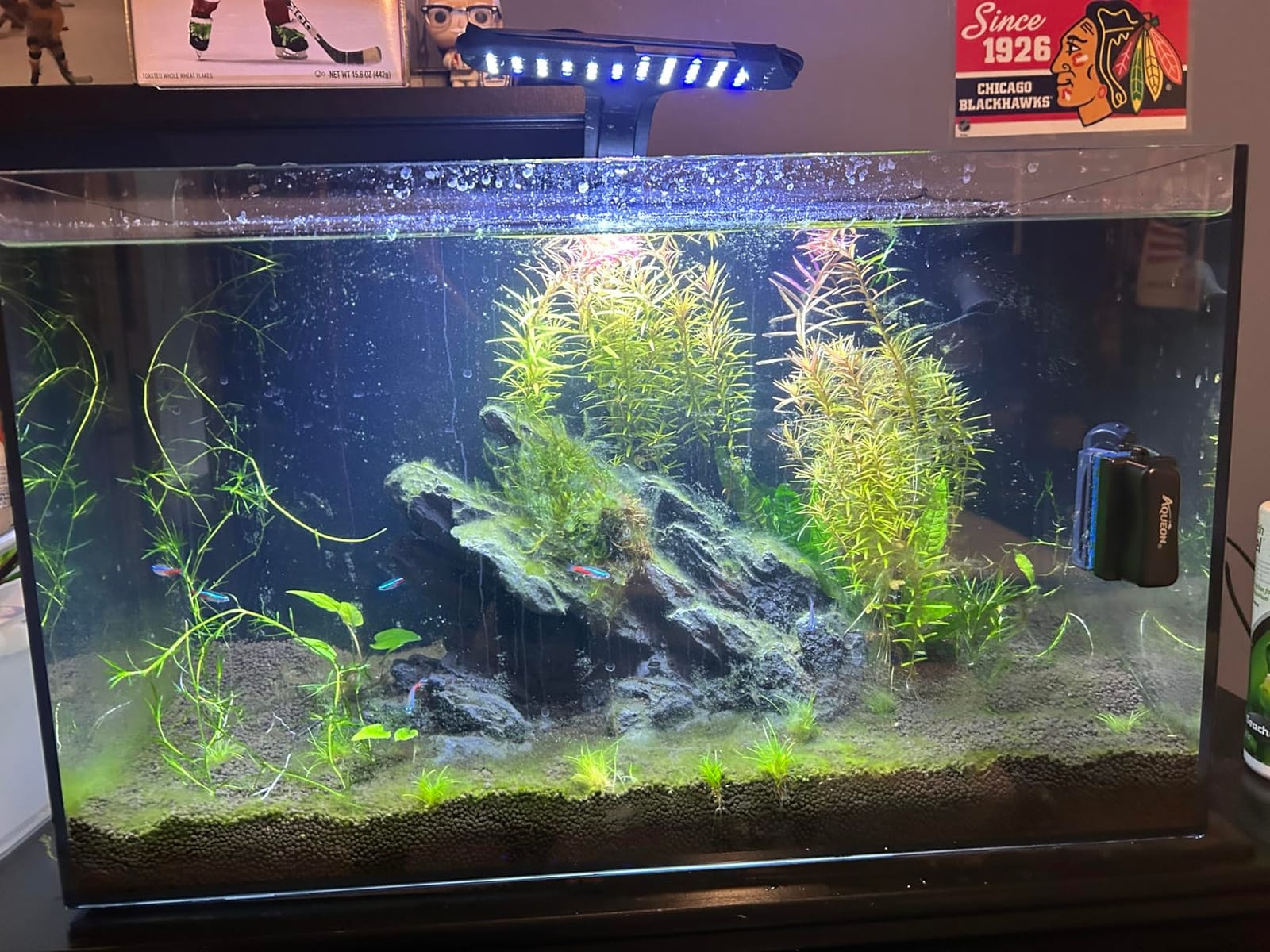 Ultum Nature Systems Dual AIO - Freshwater/Saltwater Compatible, All in One Rimless Tank with Triple Chamber Filtration System, Integrated Filter Aquarium with Leveling Mat - 10 Gallon, 60SA, Black customer photo 2