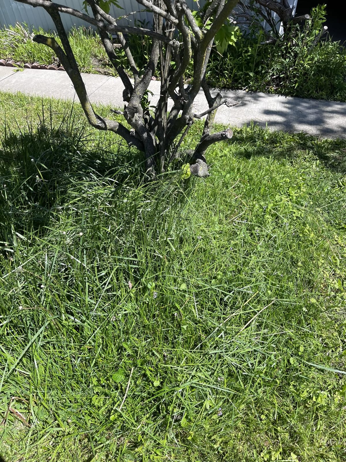 Battery Powered Weed Wacker Cordless Lightweight for Seniors & Small Lawns customer photo 1