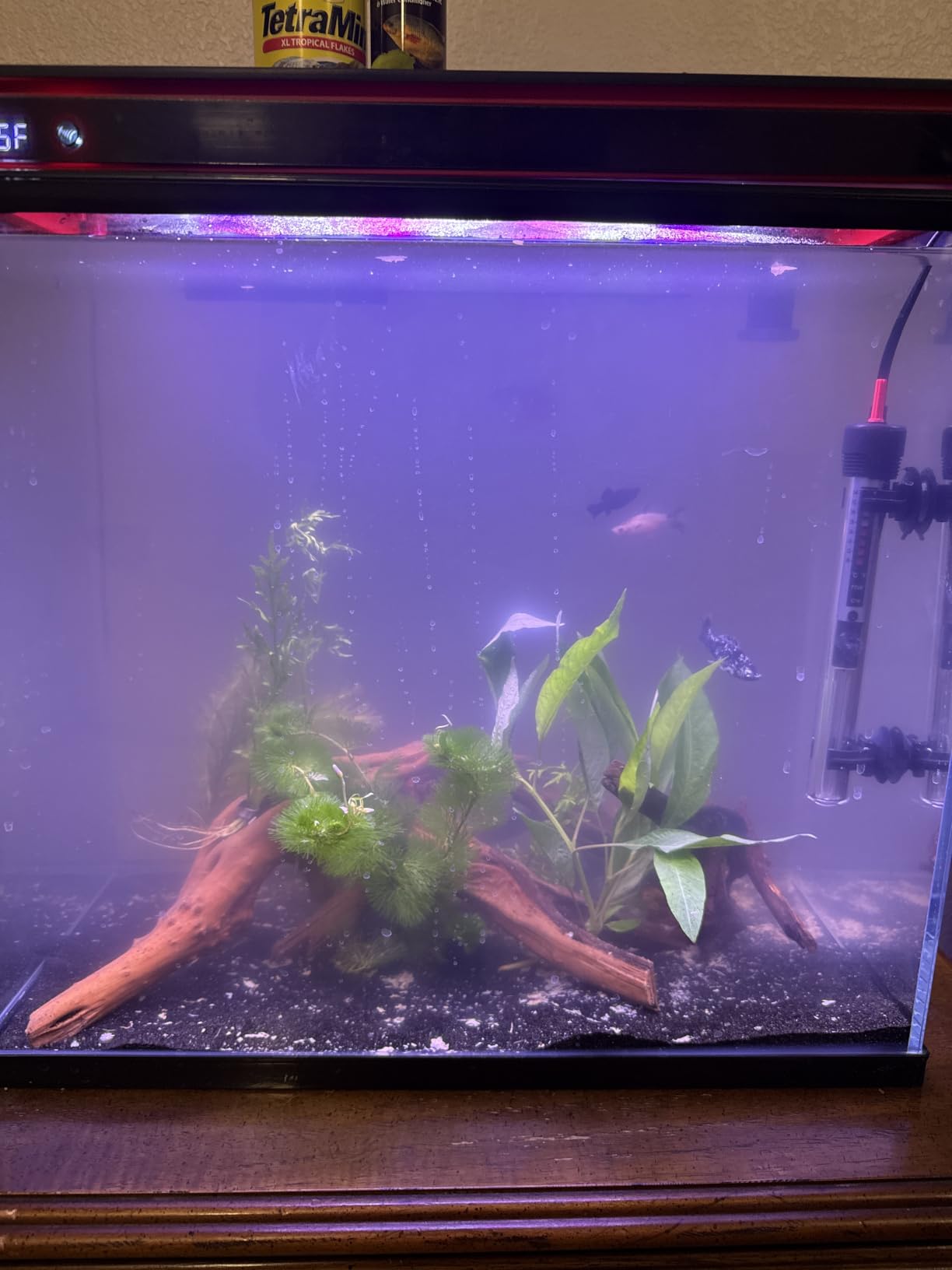 Coospider 10 Gallon Glass Fish Tank, Aquarium Starter Kit, Kid Gift Ideas customer photo 1