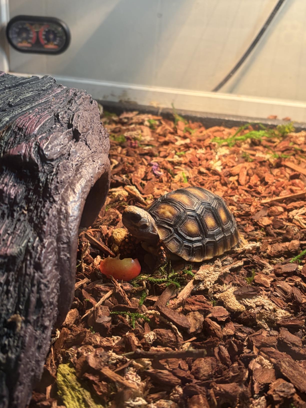 Large Tortoise Enclosure with Adjustable Lamp Stand and Storage Shelf customer photo 2