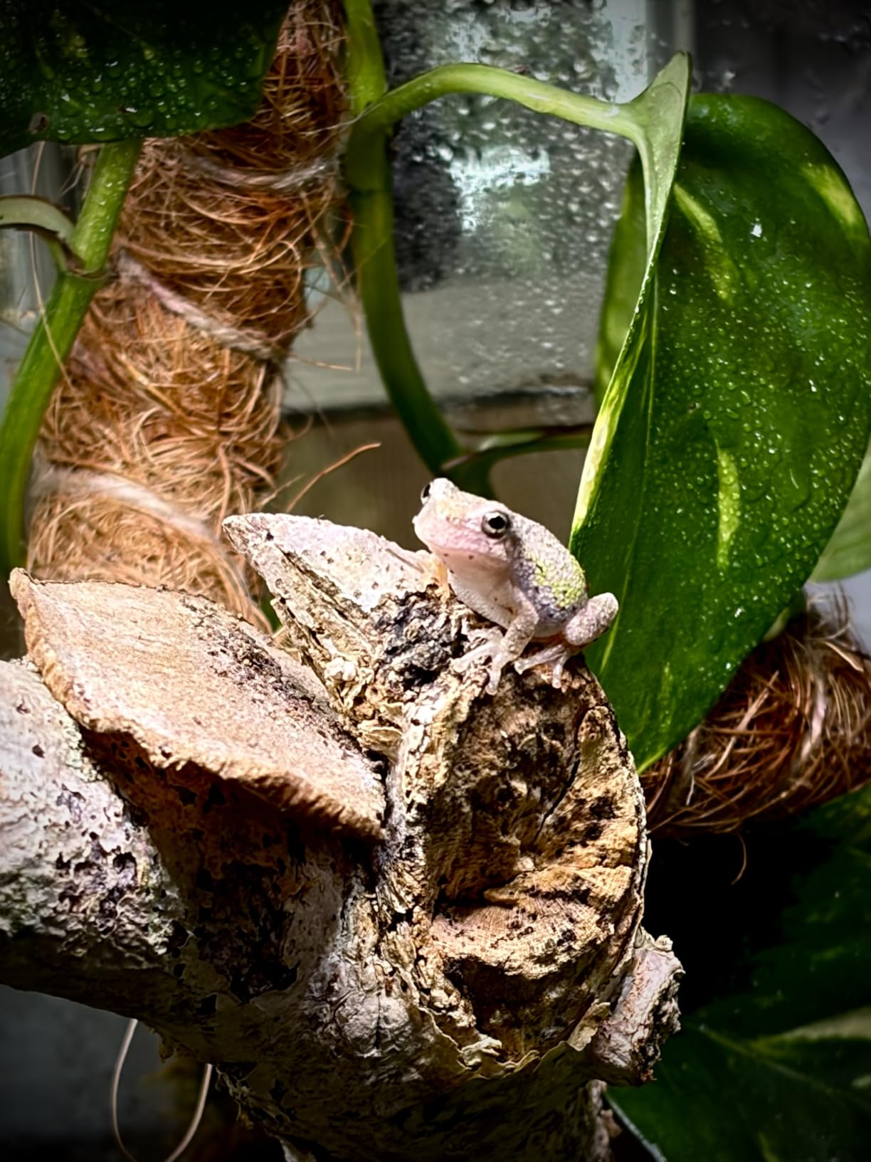 32 Gallon Vertical Glass Reptile Enclosure (18“L x 18