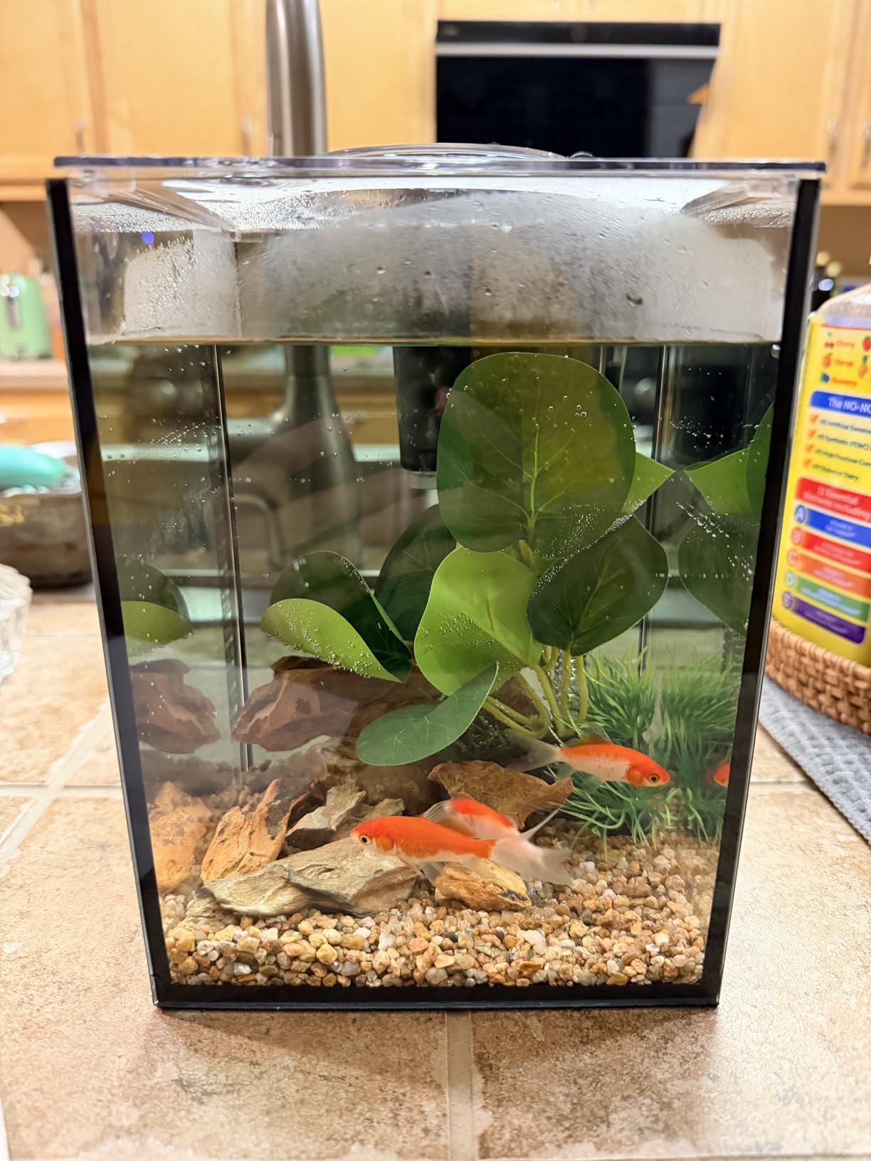 10 Gallon Fish Tank Set Glass Dark Background Aquarium Kit Starter Set customer photo 1